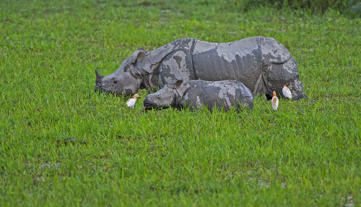 Rhinos are largely solitary creatures, except for mothers that nurture their young for up to two years. They live off Kaziranga’s grasses, consuming vast quantities of food daily, and fertilising the ecosystem with their faeces and urine.  Photo: Dhritiman Mukherjee