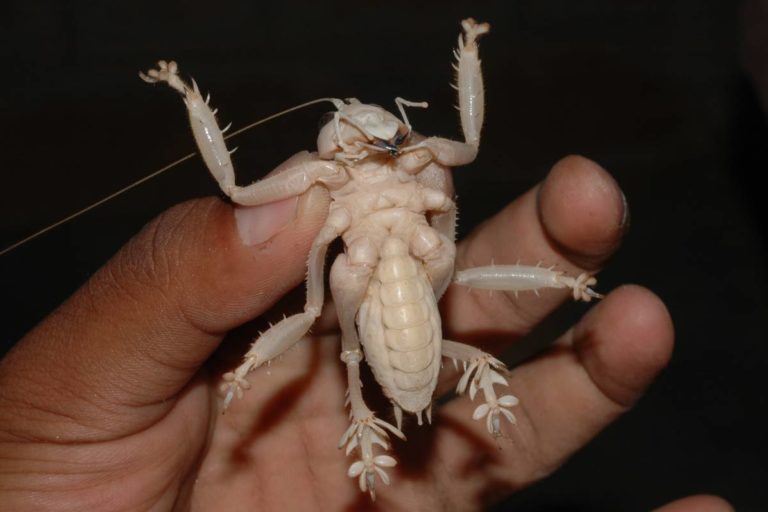Schizodactylus monstrosus showing the structure of the feet. Photo: Ishan Agarwal