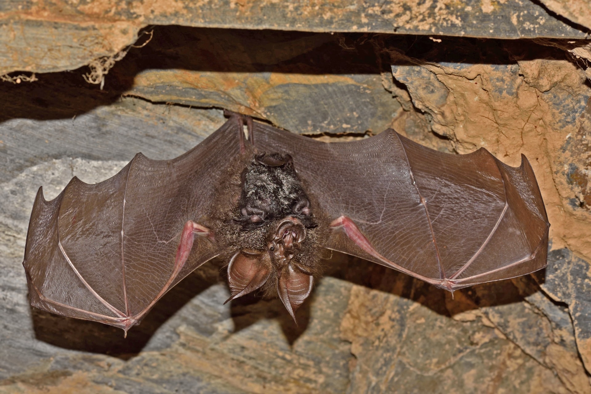 Bats And Moths Evolution And The Relationship Of Predator And Prey Roundglass Sustain