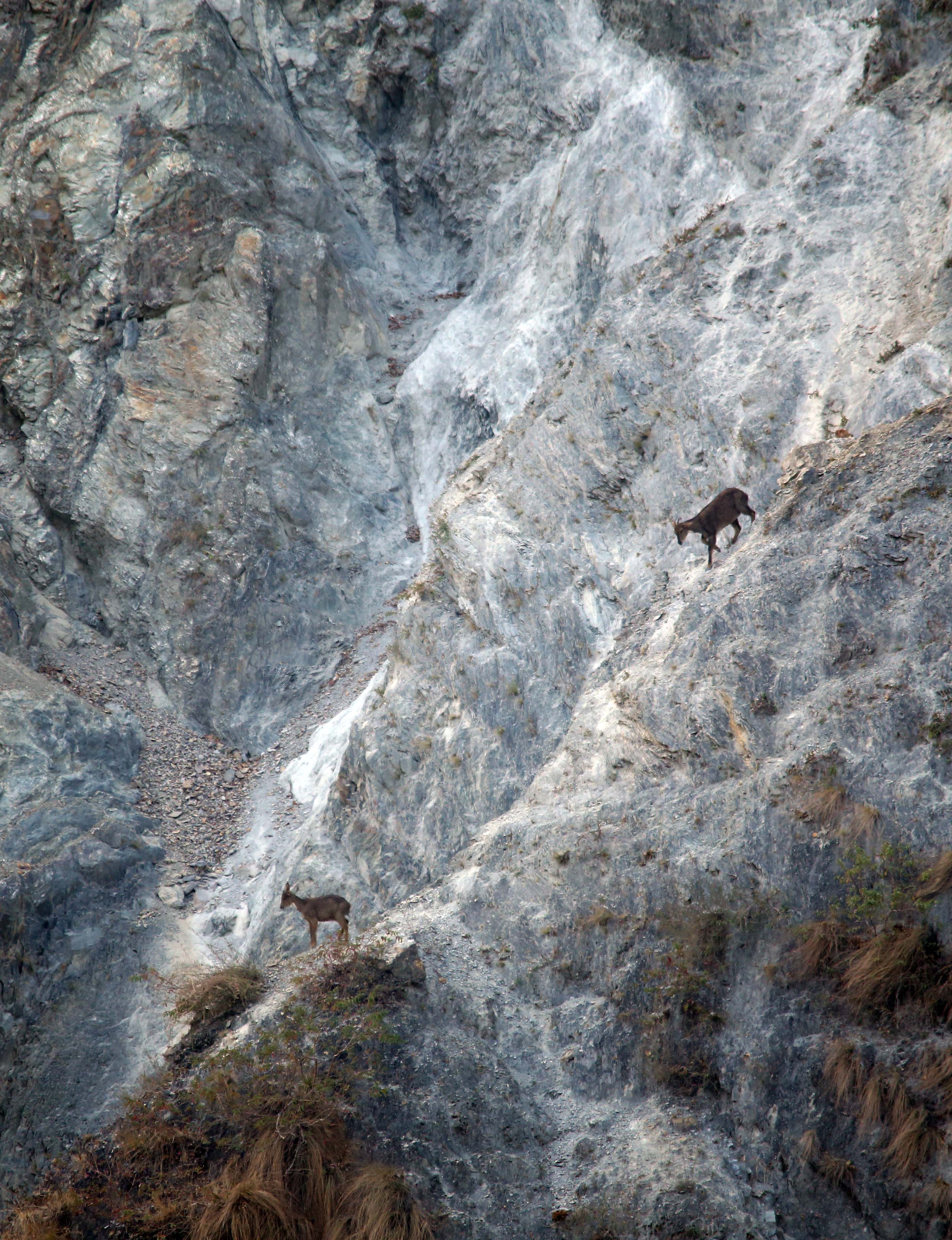 Active at dawn and dusk, the goral can camouflage itself well on rocky ledges and is not easily spotted. Photo: Surya Ramachandran