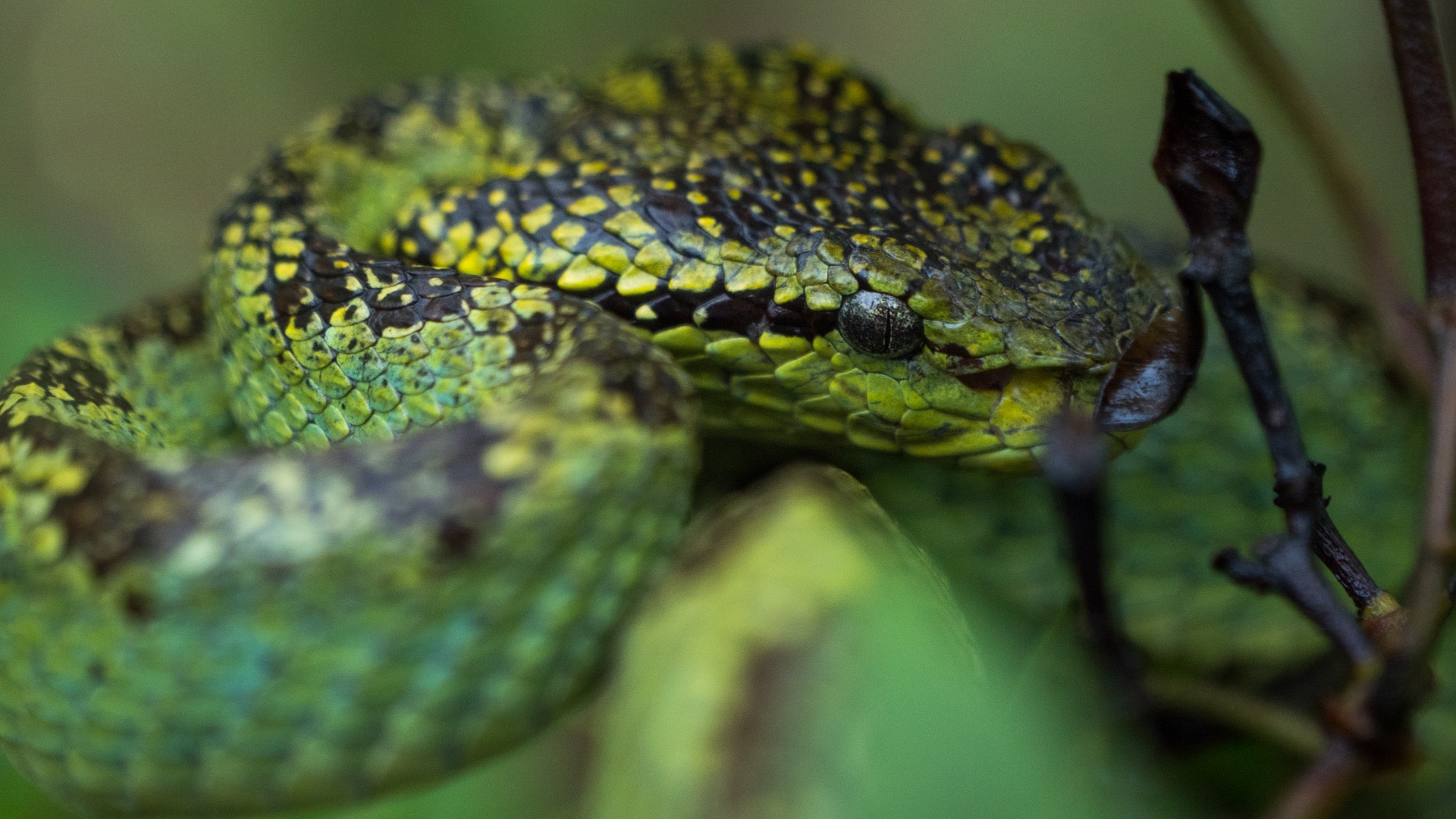 Pit vipers, like this Malabar pit viper, are named after their ‘pit organs’, located on both sides of the head, between the nostril and eye. Though scientists are yet to understand the full working of this organ, we do know that they are heat-sensitive organs that allow the snake to detect warm-blooded animals, which enables hunting after dark. Photo: Pradeep Hegde