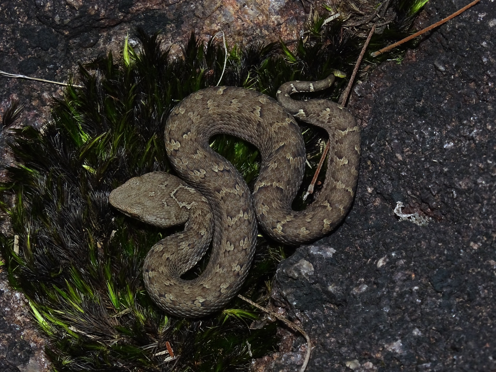 Horseshoe vipers are named for the horseshoe-shaped (inverted ‘U’) mark on the nape of their neck. They enjoy basking in the sun, perched on rocks covered with moss and lichen. Photo: Gnaneswar CH
