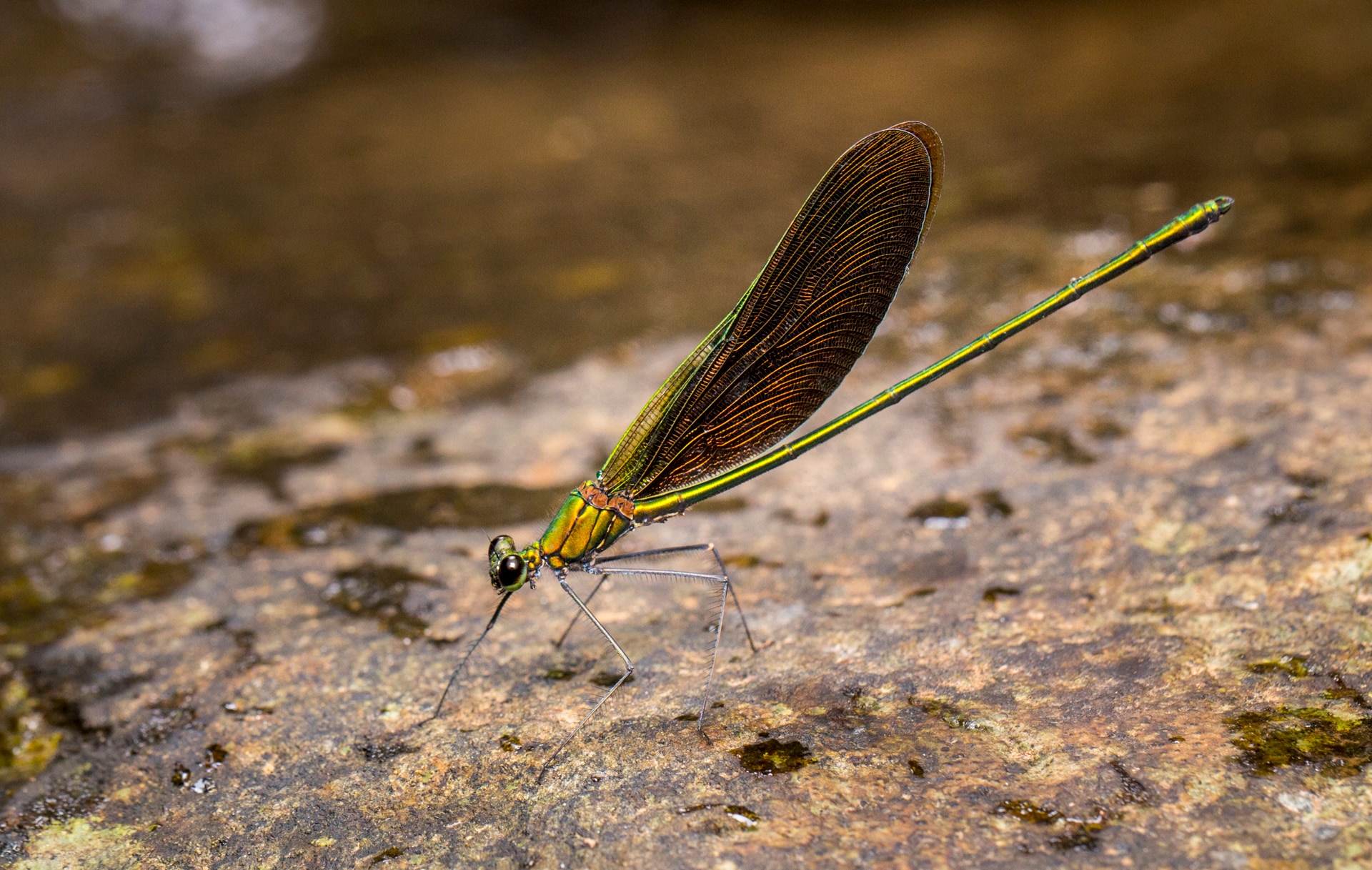 There are over 6,000 species of Odonata on the planet, and most of them depend on freshwater habitats. India has over 500 species, with the greatest diversity in the Western Ghats and Northeast India. This jewel of a damselfly is a male stream glory (Neurobasis chinensis). Photo: Saurabh Sawant  A male damselfly perches on a rock by a stream in the Western Ghats. Cover Photo: Saurabh Sawant 
