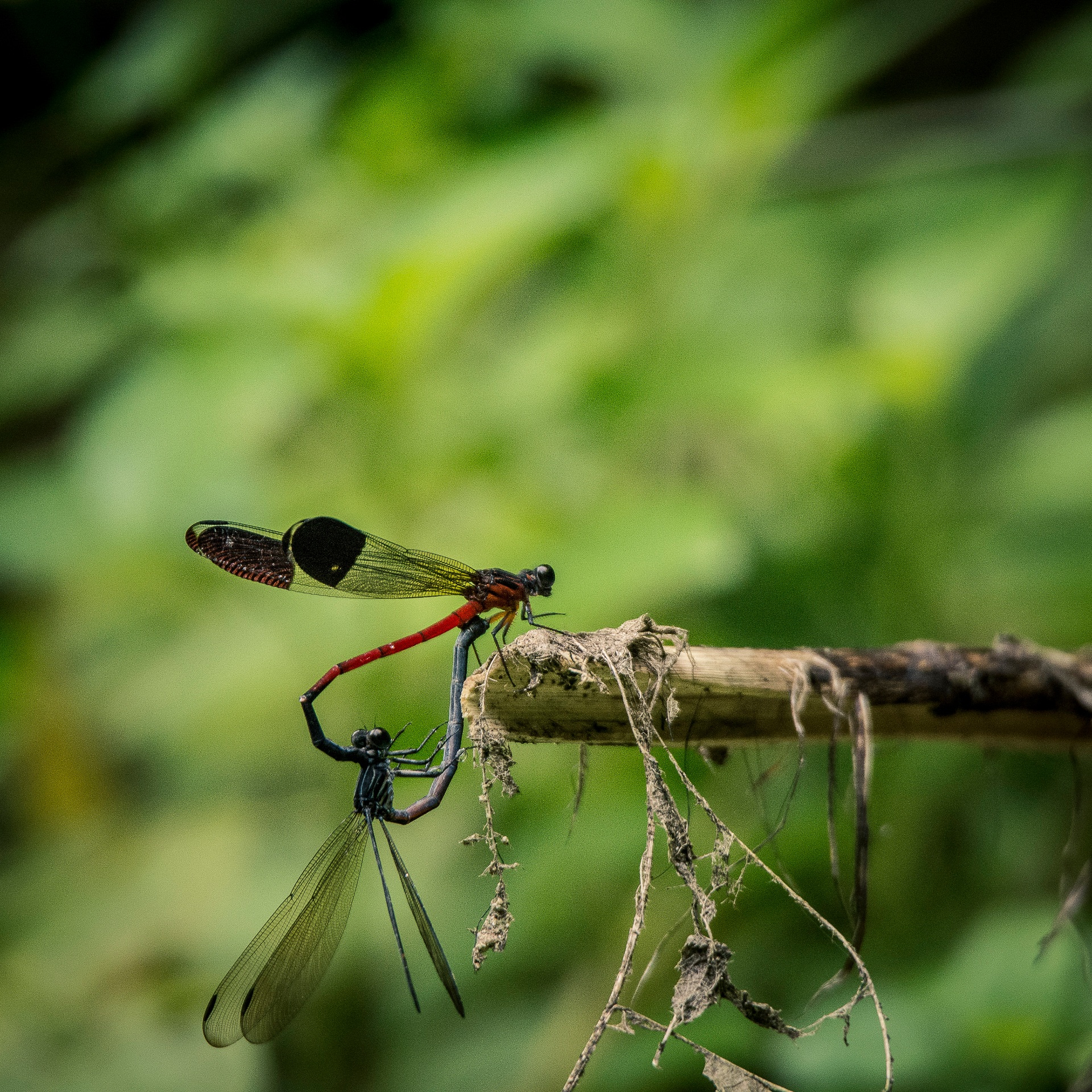 We think of both species as delicate insects with gossamer wings, but this avatar is only the last stage in the life-cycle of an odonate. Both damsel and dragonflies begin their lives in eggs, then hatch into larvae, and evolve into the wingless nymph stage, when they eat voraciously and moult a number of times. This is an image of two damselflies mating a few feet from a flowing stream in Devala, Tamil Nadu. Photo: Samuel John
