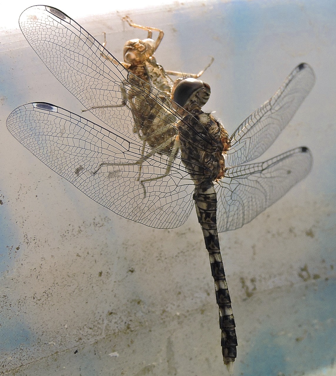 The nymph stage of an odonate’s life ends with it emerging from its nymph body via a final moult (in picture), which usually occurs at dusk or dawn. When it’s over, they emerge as immature adults with gossamer wings, but barely any colour. Colour will develop over the course of the odonate’s life, assuming it isn’t eaten by a bird or frog. Photo: Samuel John