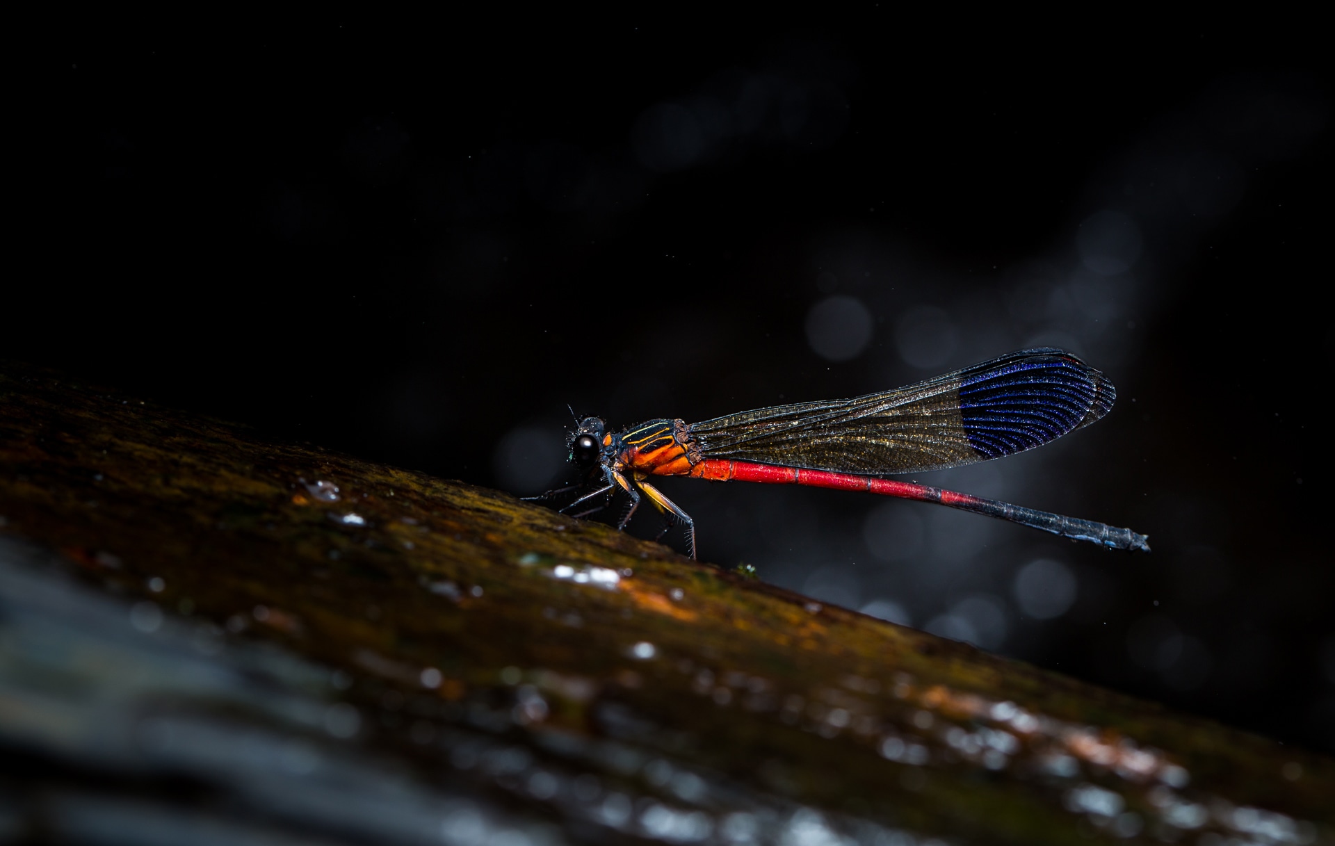 Odonates are skilled predators at nearly every stage of their lives. As larvae, they consume tadpoles, small fish, even newborn adults of their own species. Later, as adults, like this Nilgiri torrentdart (Euphaea dispar), they feed on mosquitoes, blackflies, and midges, and play the critical role in keeping insect populations in check. Photo: Saurabh Sawant
