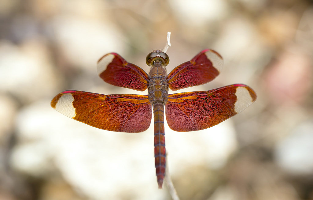 Odonates are what scientists call bioindicators: species that signify the health and harmony of their ecosystem. For instance, dragonflies like this stunning fulvous forest skimmer (Neurothemis fulvia), need clean freshwater to develop in its larval stage. As it grows older, the skimmer requires a steady diet of insects for nutrition. By their presence, we can surmise that an ecosystem has some freshwater and a diversity of insects. Photo: Saurabh Sawant
