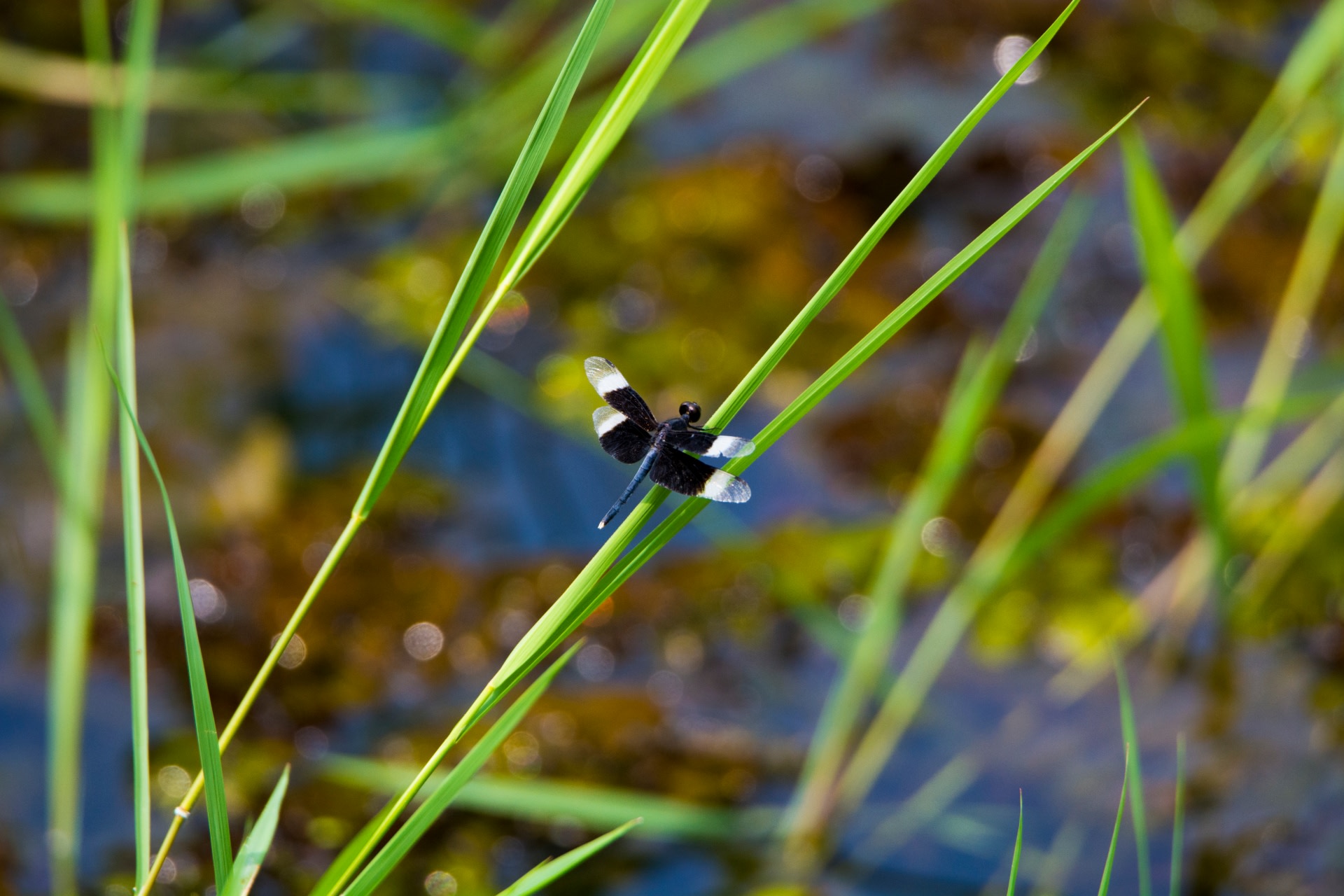 Odonates are resilient creatures that have survived millennia on this planet, but these little fighters are feeling the effects of climate change and habitat loss. Studies have shown that dragonflies like this pied paddy skimmer, are quite sensitive to changes in temperature. A number of species have moved to higher altitudes as global weather patterns change, leading to overlapping of territories and breeding between species. It remains to be seen how they will fare. Photo: Samuel John
