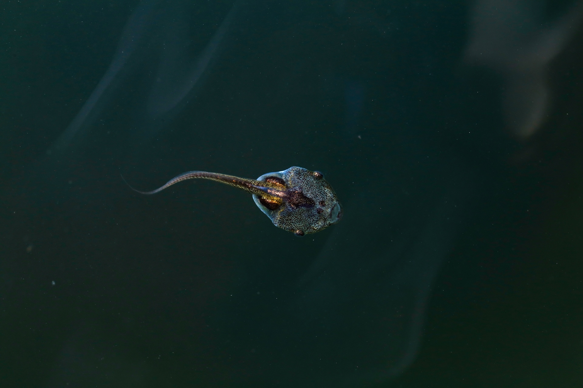 Look close enough, and you might spot a cluster of eggs, like the spawn of the Indirana leaping frog (top), taken in Mullayangiri. “This species is usually found in rocky crevices on the ground, as they are terrestrial,” explains Saurabh.  The tadpole (above) is a specimen of the ornate, narrow-mouthed frog. As an adult, it is small, loud, and generally found in roadside tunnels and tanks. It is beautifully coloured, even as a tadpole. Photos: Saurabh Sawant 
