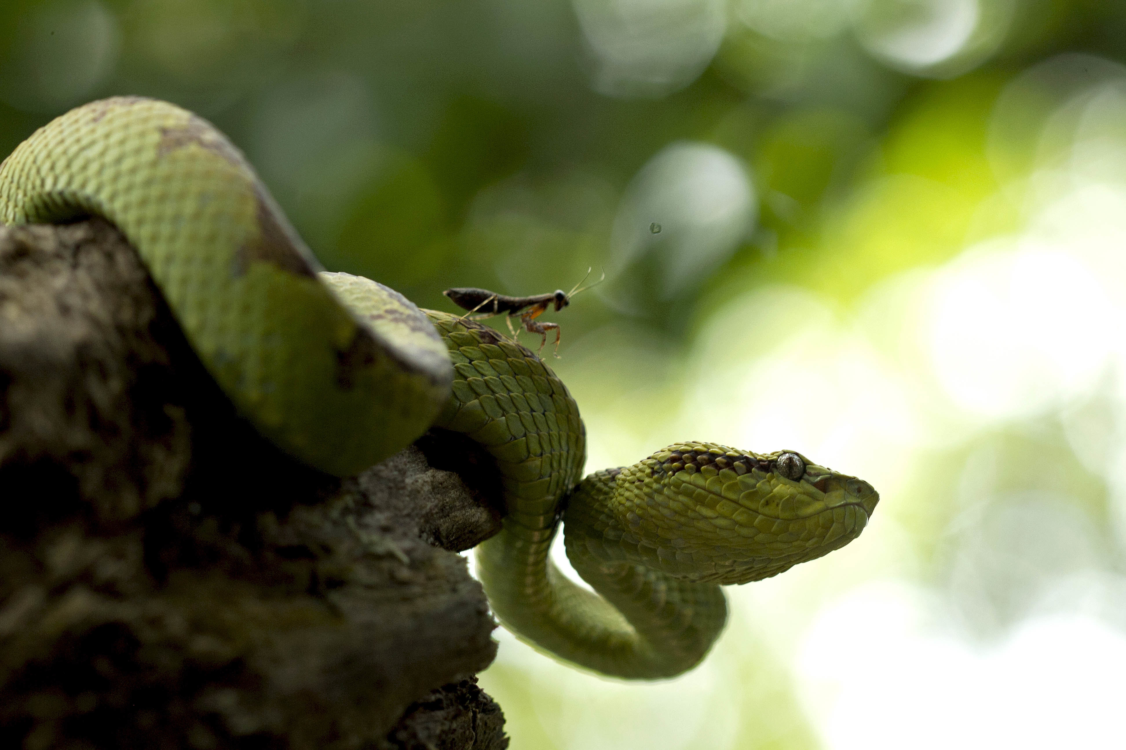 Nirmal has a soft spot for snakes, especially the Malabar pit vipers. He has been studying the species for many years in the Mhadei Wildlife Sanctuary in Goa, and conducts pit viper expeditions to train amateur herpetologists in understanding the snake and its habitat. 
Malabar Pit vipers have a well-defined home range, and are known to hang out in the same spot for years, if left undisturbed. They particularly like being near water, ideally basking on a sunny rock. Nirmal photographed this female, and her praying mantis friend in Mhadei. “Almost every day, we would see this praying mantis sitting on the snake,” he recalls. Photo: Nirmal Kulkarni  
