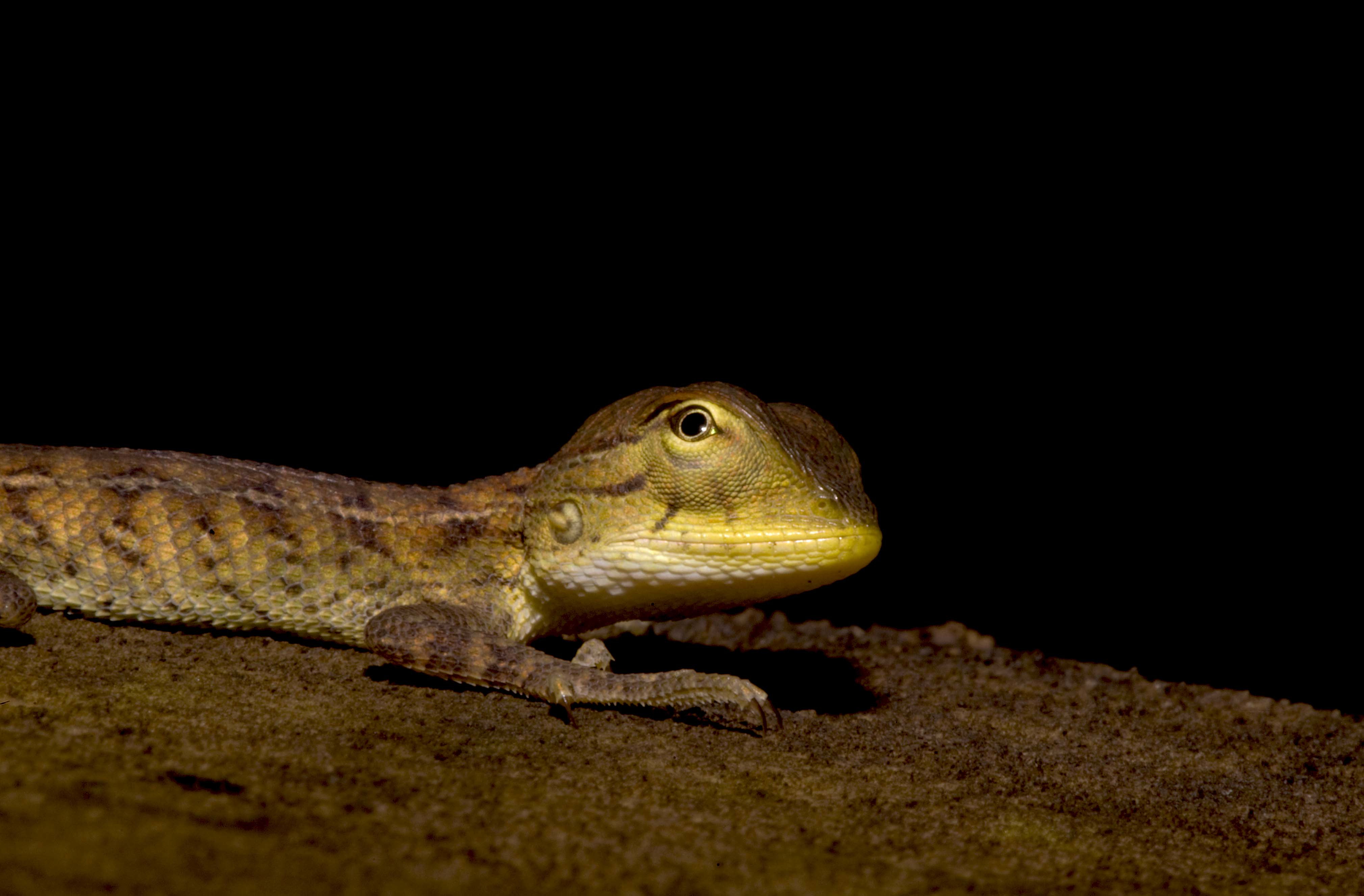 The Chorla Ghats thrums with life, both large and small. Among its herp inhabitants are Forsten’s cat snake (top) and the Roux calotes lizard (above). The snake is arboreal, nocturnal, and mildly venomous, and feeds on birds and bats, while the lizard keeps the forest’s immense insect population in check. Photos: Nirmal Kulkarni 
