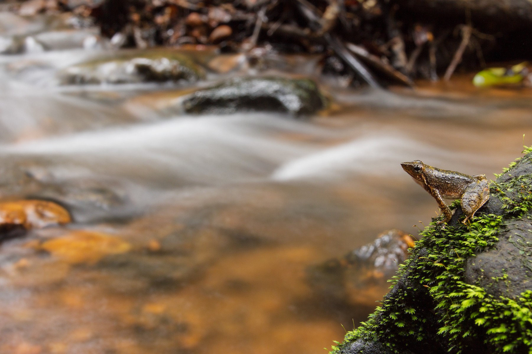 This is a Kottigehara dancing frog, a critically endangered species that is endemic to streams in the Western Ghats. “I wanted to capture the frog in its natural habitat, with a stream in the background,” explains Shreeram. “Since I don’t handle frogs while photographing them (for ethical reasons), it took me a couple of days to get this photograph of the amphibian on this lovely rock. Frogs have porous skin and any chemicals, or pathogens on your hand can get transferred to them very easily.” Photo: MV Shreeram 
