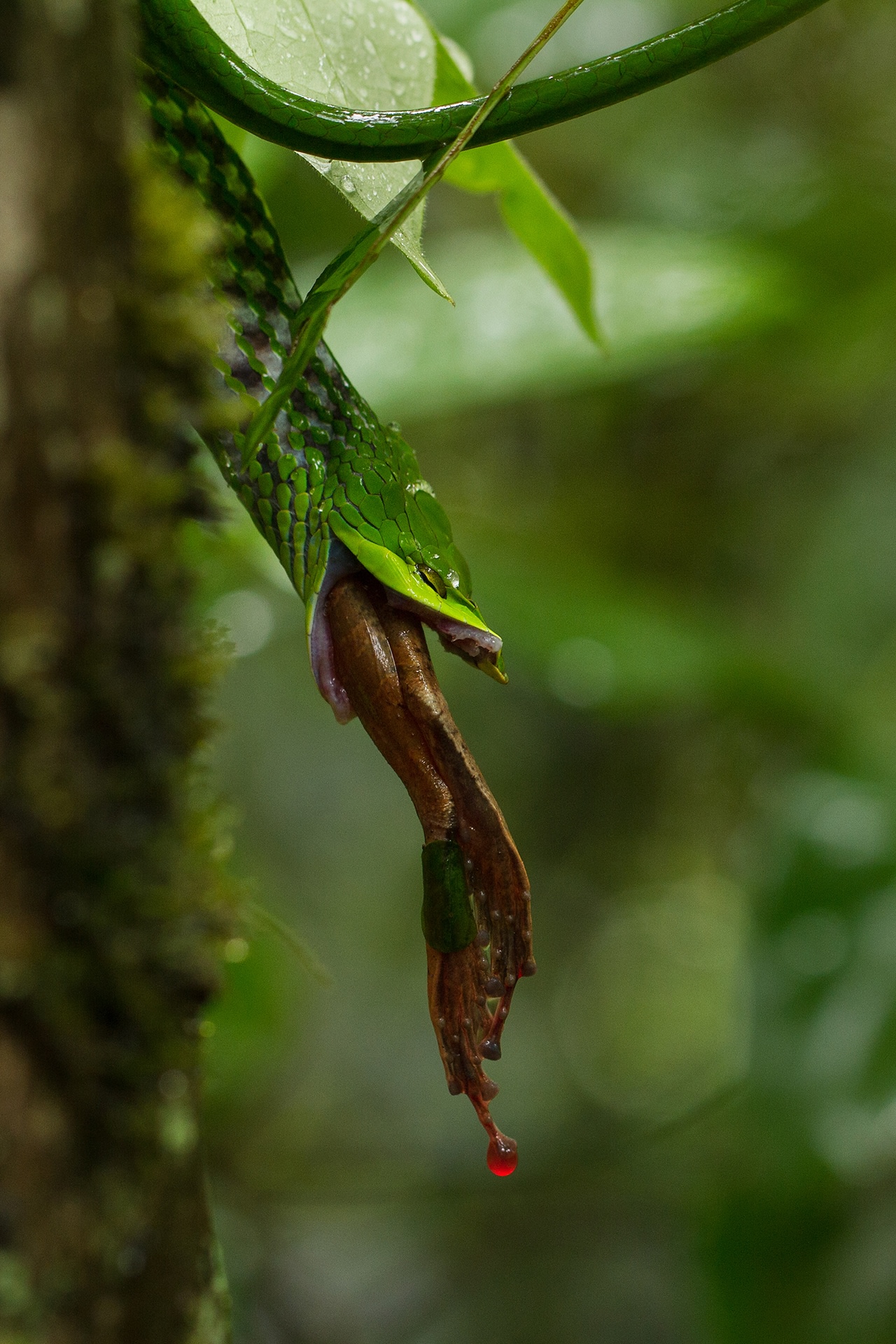 While taking photographs, Shreeram follows one simple rule: The animal is more important than the photograph. “It is important to respect the animal’s space and not stress it out during photography,” he emphasizes. “Sometimes, maintaining your distance results in more interesting photographs like this vine snake feeding on a leaping frog.”  Vine snakes are expert camouflagers, nearly indistinguishable from a leaf in the rainforest. “The frog put up quite a fight, eventually succumbing to the persistence of the snake,” the photographer recalls. “This is close to the last gulp, with a drop of the frog’s blood dripping down its legs.” Photo: MV Shreeram 
