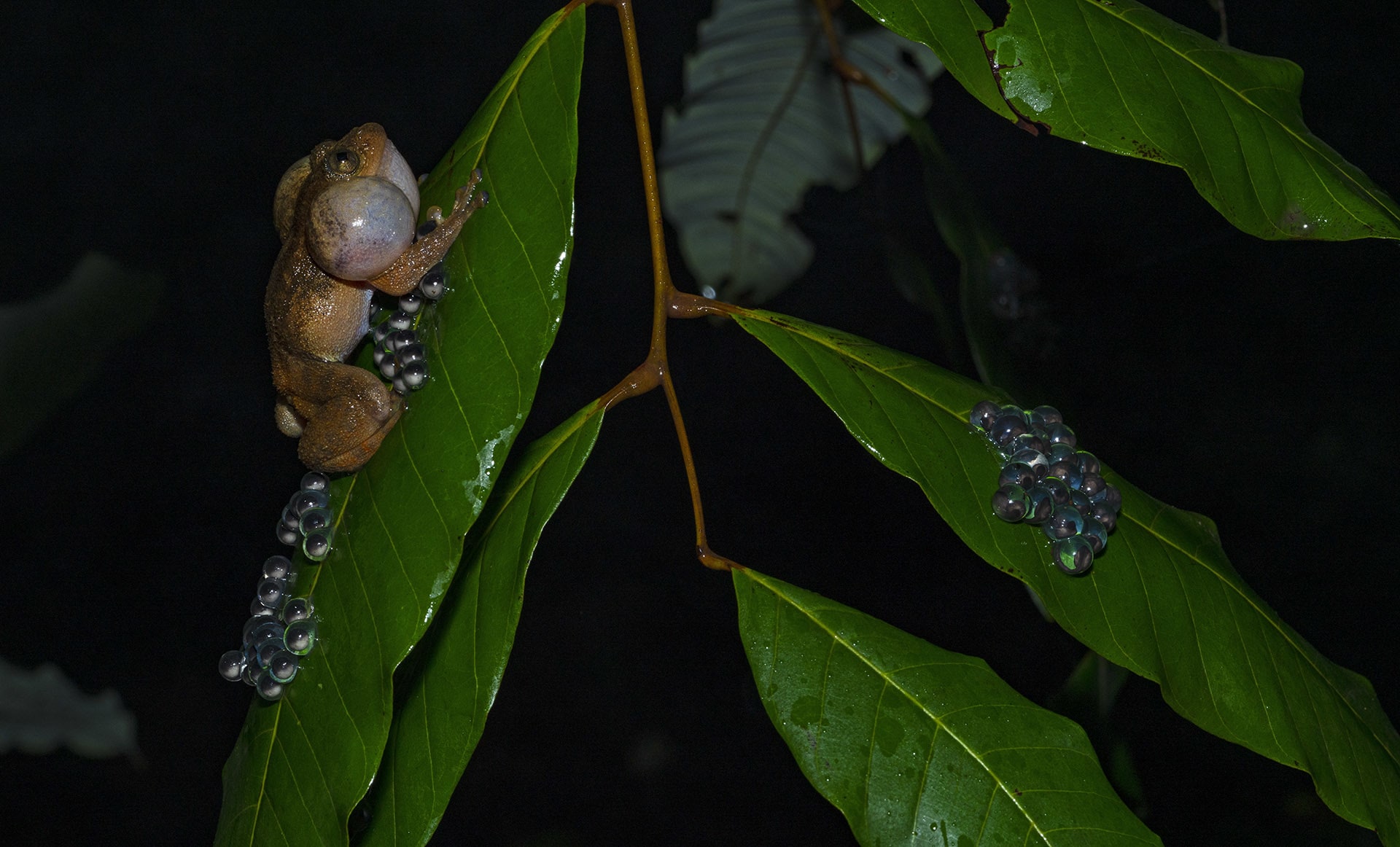 Often heard, but rarely seen, the wrinkled frog is another curious inhabitant of the Western Ghats. These small but loud amphibians lay their marbled eggs on leaves above streams, so when the eggs hatch, the tadpoles fall into the water, where they can find food. This image was taken in Amboli, during the monsoon. Photo: Dhritiman Mukherjee 
