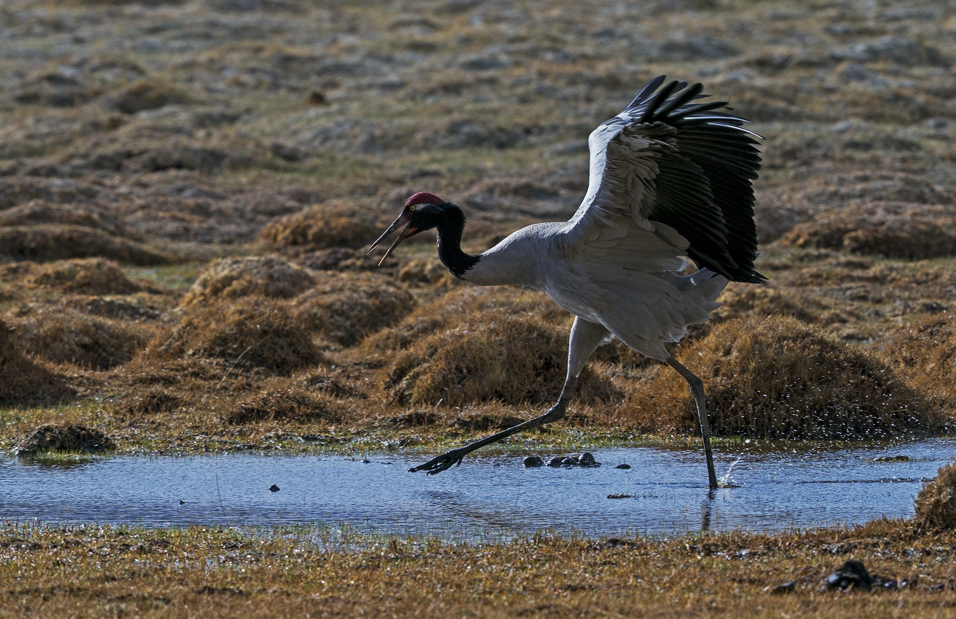 Black-necked cranes almost exclusively forage, breed and roost in wetlands. The protection of these high-altitude wetlands is key to their survival. Photo: Dhritiman Mukherjee