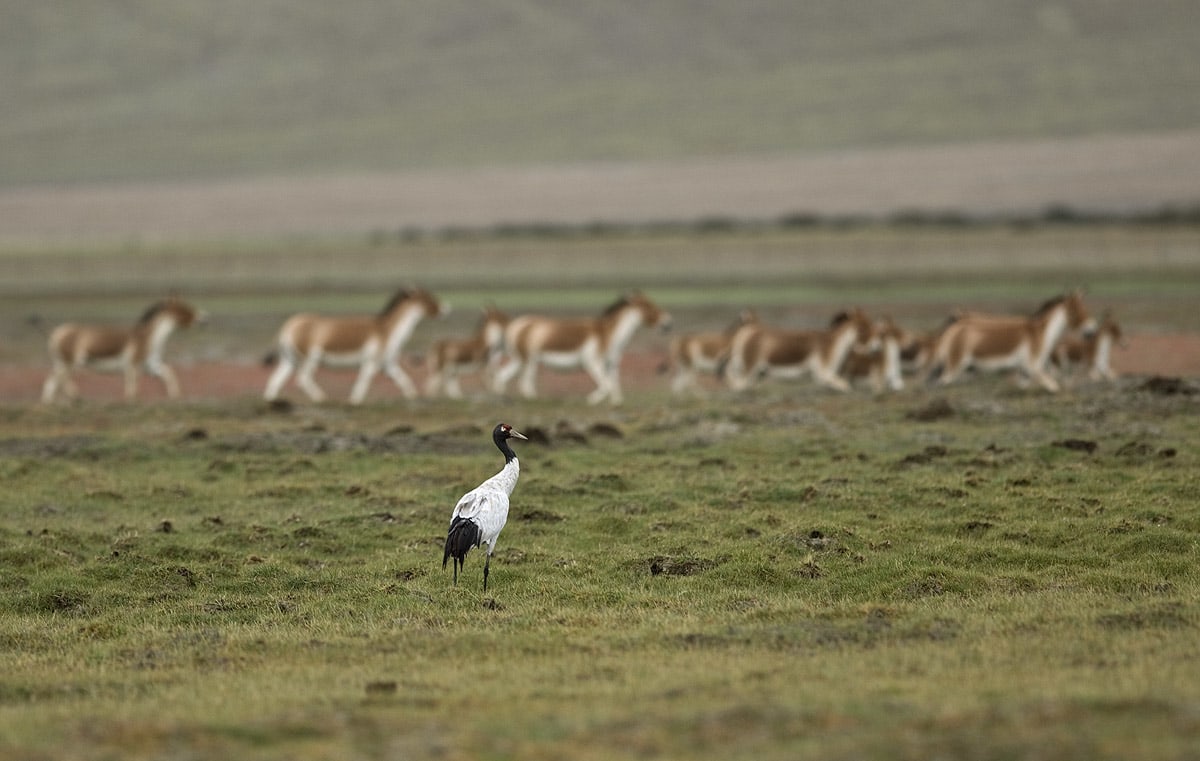 Black-necked cranes share the wetlands of Tso Kar with a range of mammals such as the Tibetan wild ass (seen in the background), blue sheep, Ladakhi urial, and the Himalayan marmot. Photo: Dhritiman Mukherjee