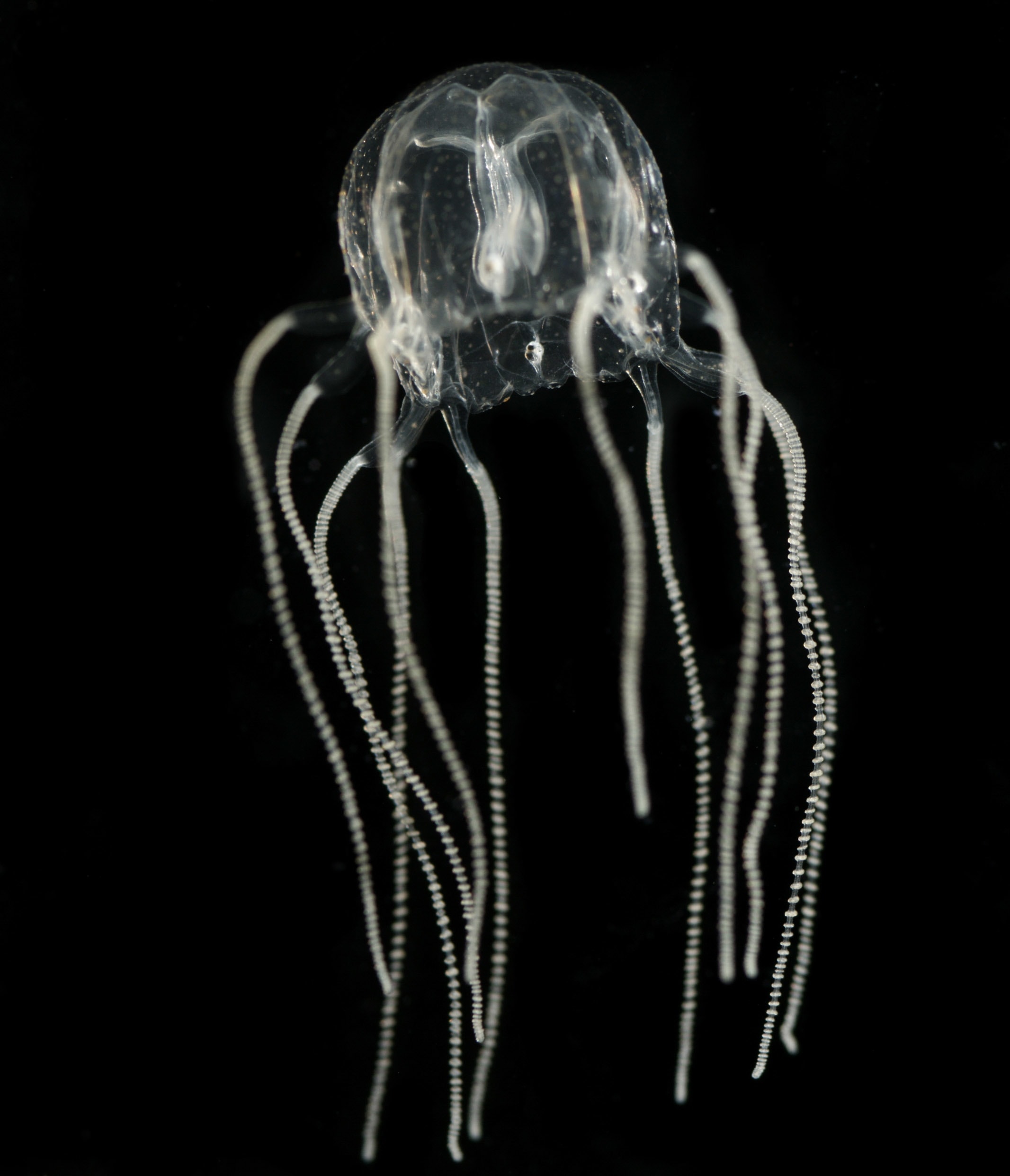Box jellyfish have a total of 24 eyes which can be categorised into four different types. Together, a combination of two of these types of eyes can form images like humans. Photo: Jan Bielecki - CC BY-SA 3.0
