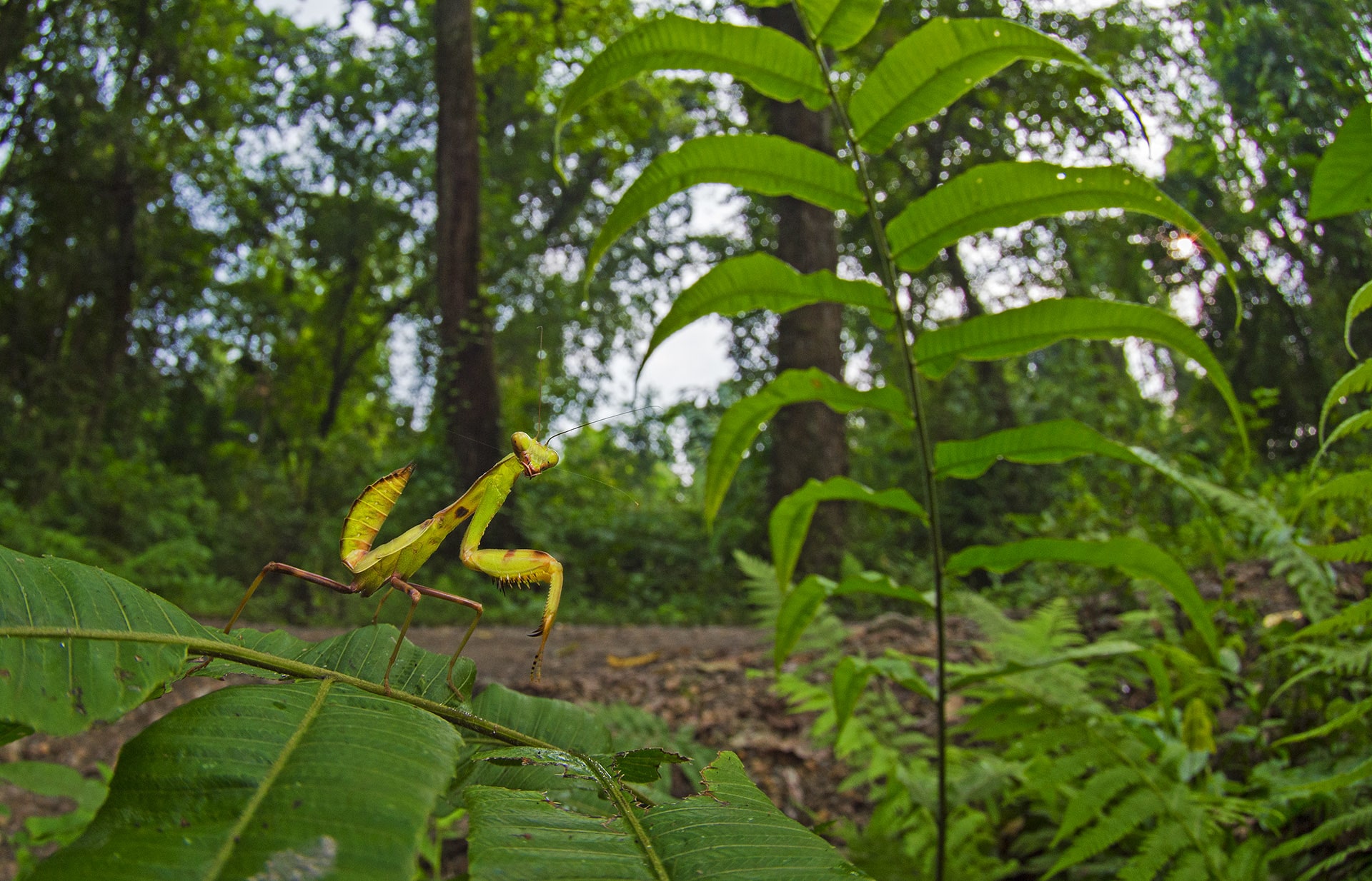 The praying mantis gets its name from its distinct front legs, which are often held together at an angle that make it look like it is praying. Photo: Dhritiman Mukherjee  Cover photo: Dhritiman Mukherjee