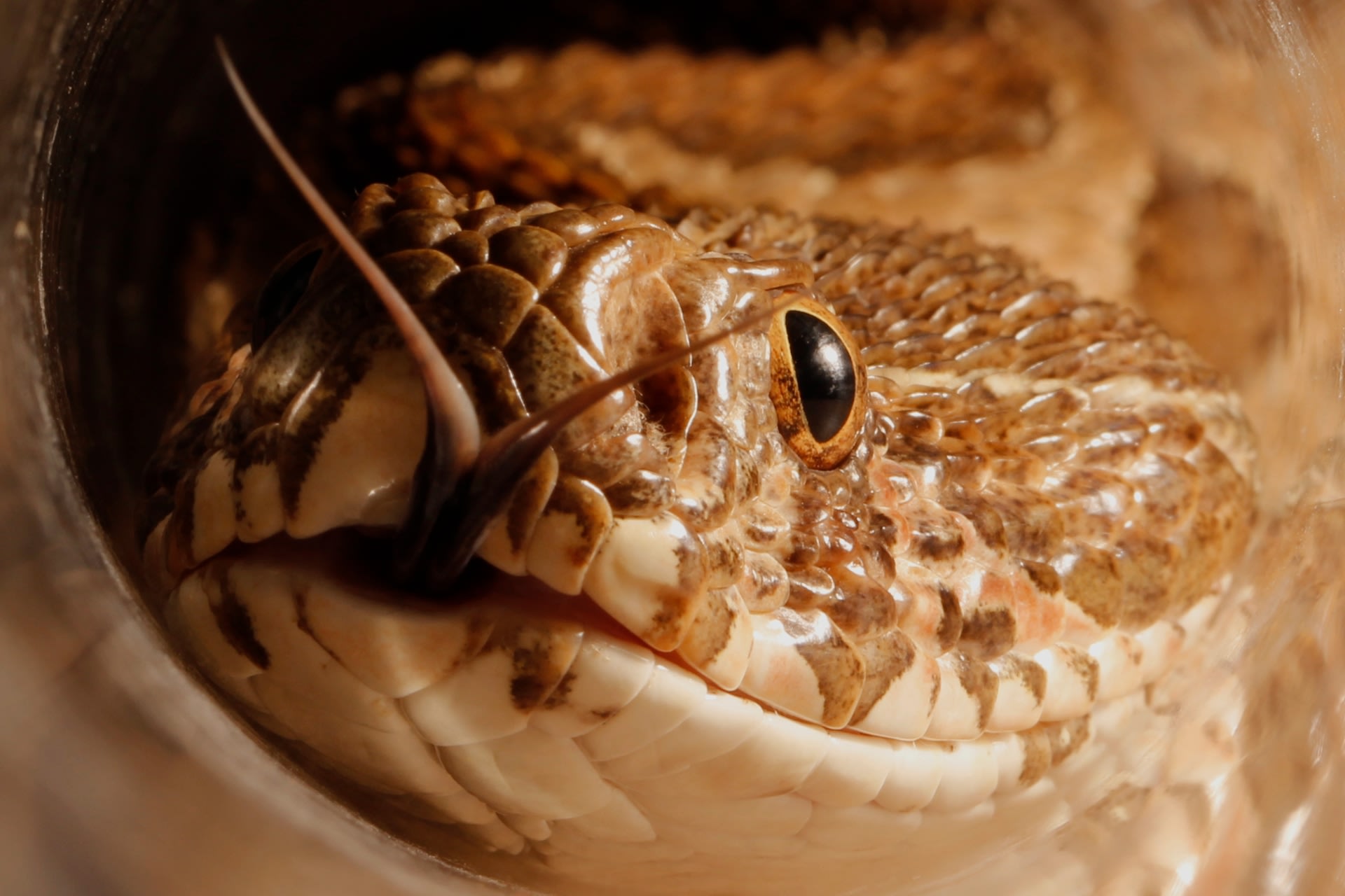 vipers predators of the undergrowth