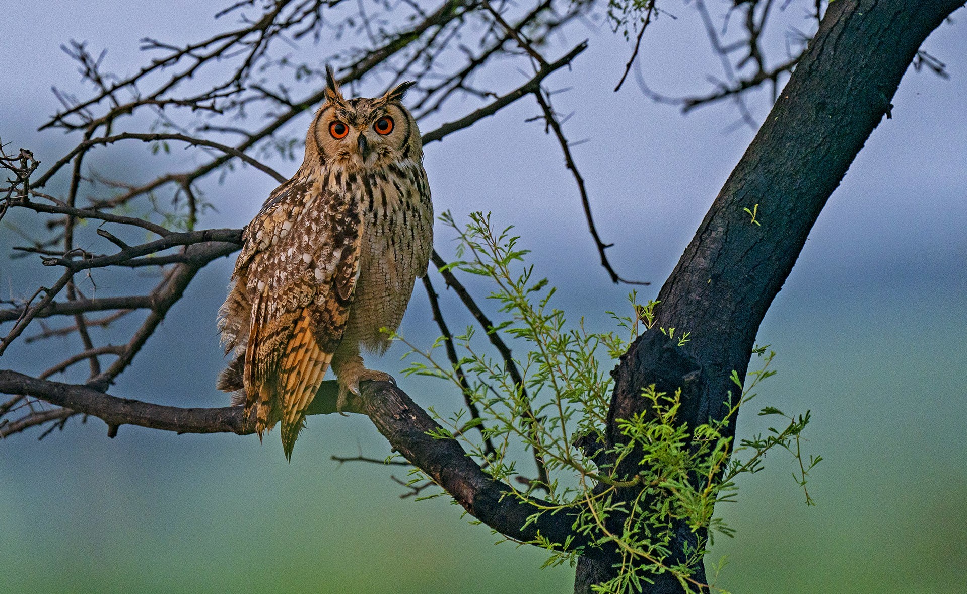 The crested hawk-eagle (top) and rock eagle-owl (above) are aerial predators of the lesser florican. The former has been known to kill even peahens, which are thrice the size of the florican. Photos: RK Balaji - CC BY-SA 4.0 (top); Dhritiman Mukherjee (above)

