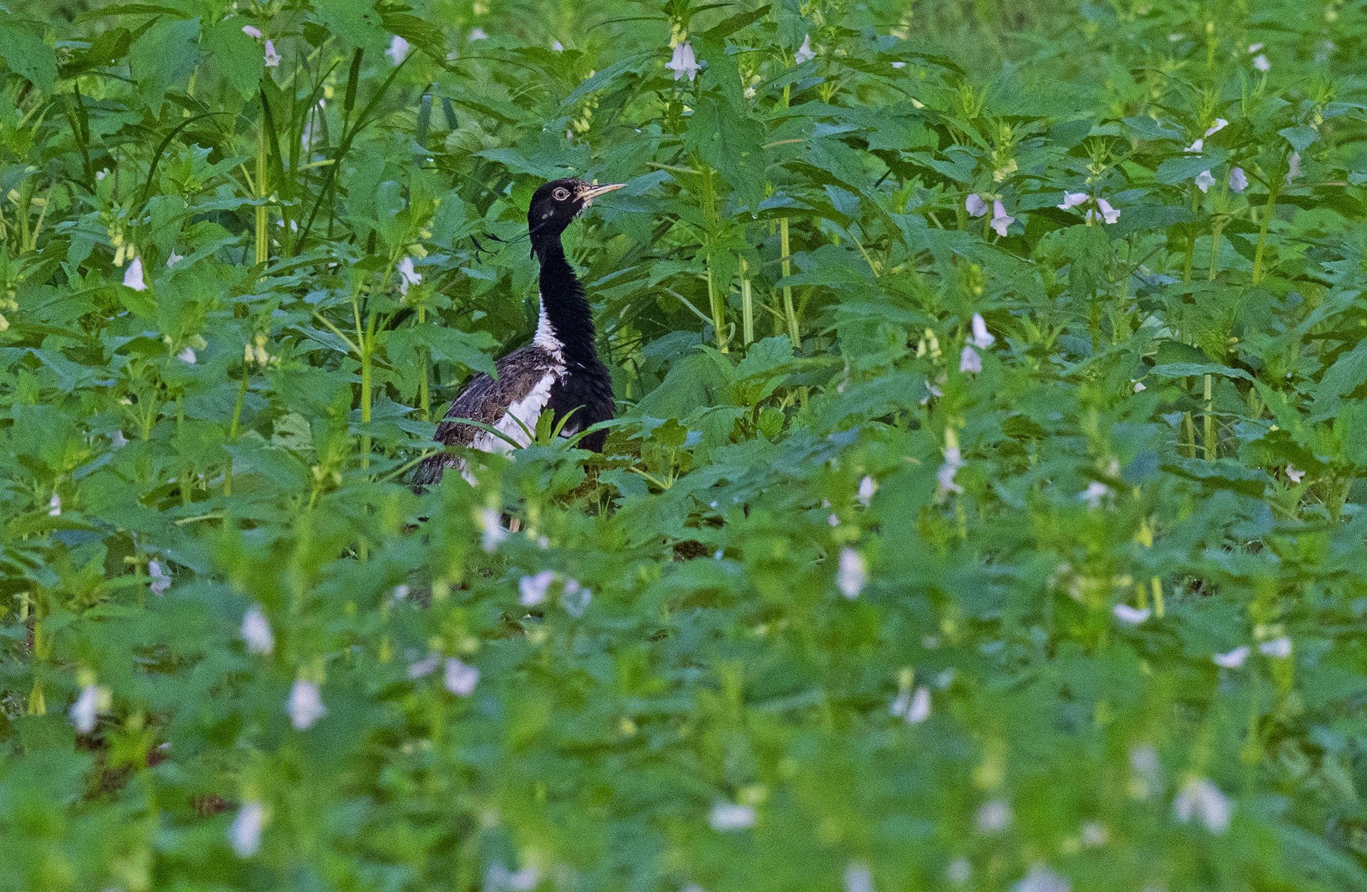 In places such as Sonkhaliya, in the Ajmer district of Rajasthan, the lesser florican is seen in crop fields, due to the absence of natural grasslands areas. It faces frequent disturbance from humans, free-ranging dogs, and pesticides in these habitats. Photos: Dhritiman Mukherjee
