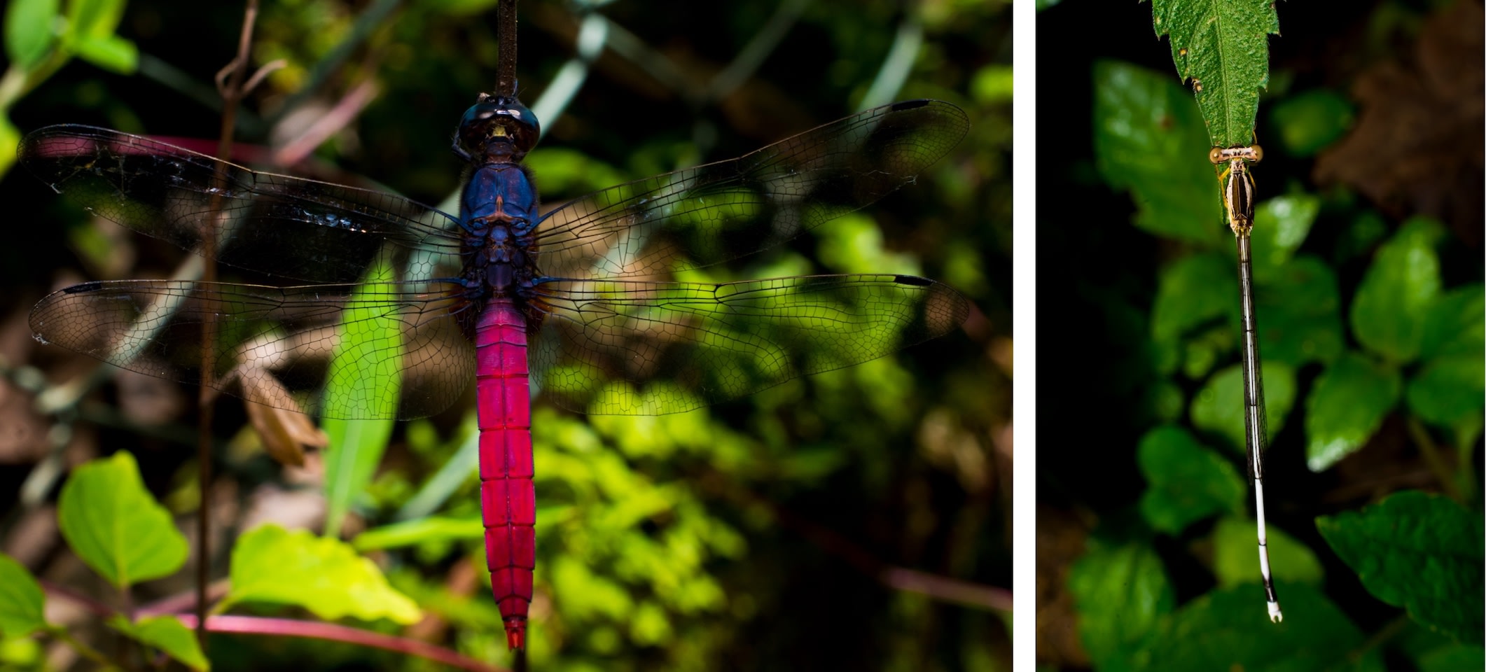 Dragonflies and damselflies have lots in common, and a few notable differences. The simplest way to identify them is to take notice of the insect’s resting position: The wings of a dragonfly (left) rest perpendicular to the body, like an airplane, while damselflies (right) fold their wings together at rest. Damselflies also have thinner bodies than dragonflies. The odonate on the top is the crimson-tailed marsh hawk (Orthetrum pruinosum) from Gudalur, Tamil Nadu. Photos: Samuel John. 