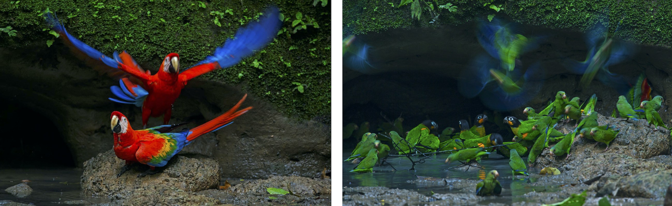 Sometimes however, it’s not fruit or bugs that birds crave. Scarlet macaws (top) and parakeets (below) sometimes gather in large groups at mud springs to lick clay. Scientists believe the birds do this to consume salt, which is rarely found in the Amazon basin.  