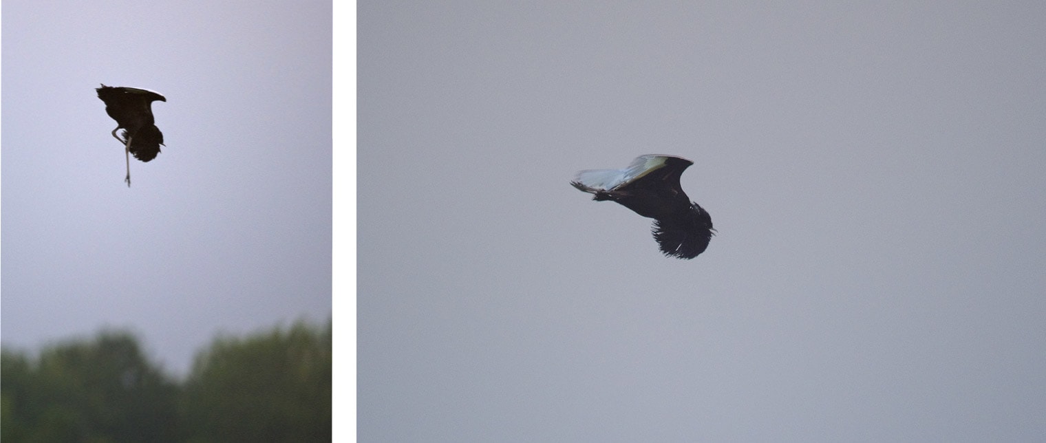When the pageantry was done, the male birds would begin their flight display: a series of complicated patterns that involved footwork, wing moves, and feather fluffing that can only be described as an aerial dance. This, Dhritiman says, continued for hours, with small stops in between. By 10 am, when the sun was blazing in the sky, the birds would stop for the day. 