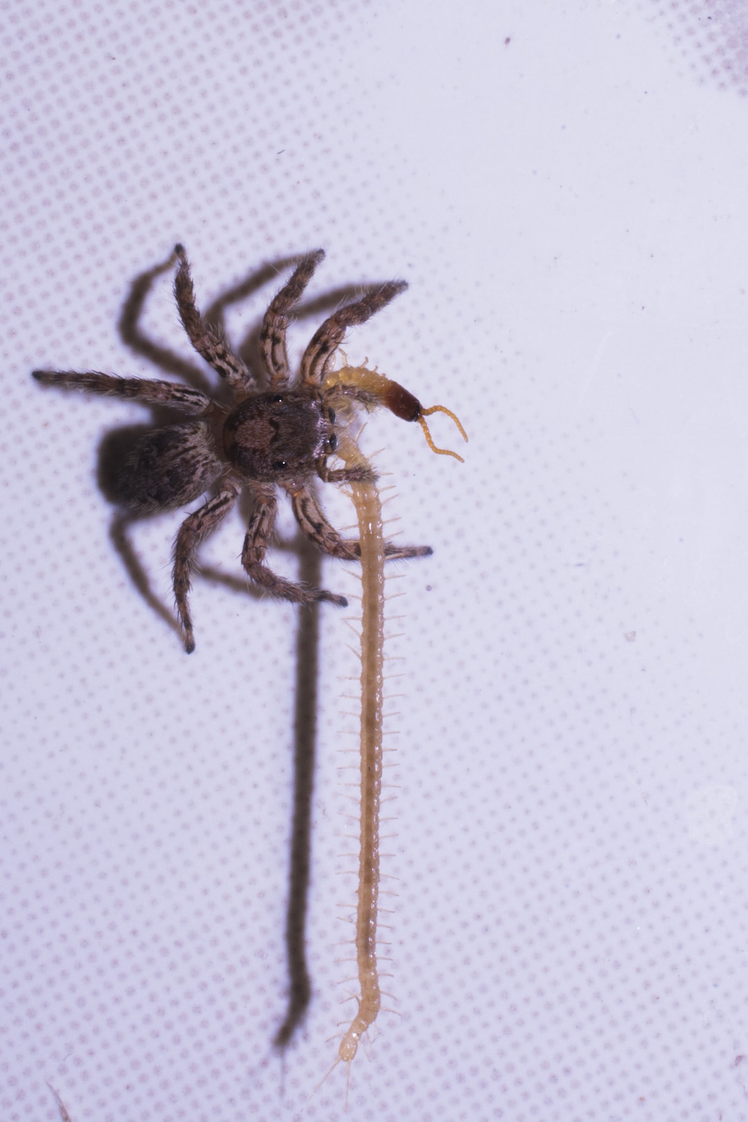 A jumping spider feeds on a centipede in a bathroom. Jumping spiders occur in diverse habitats, with a majority found in tropical forests