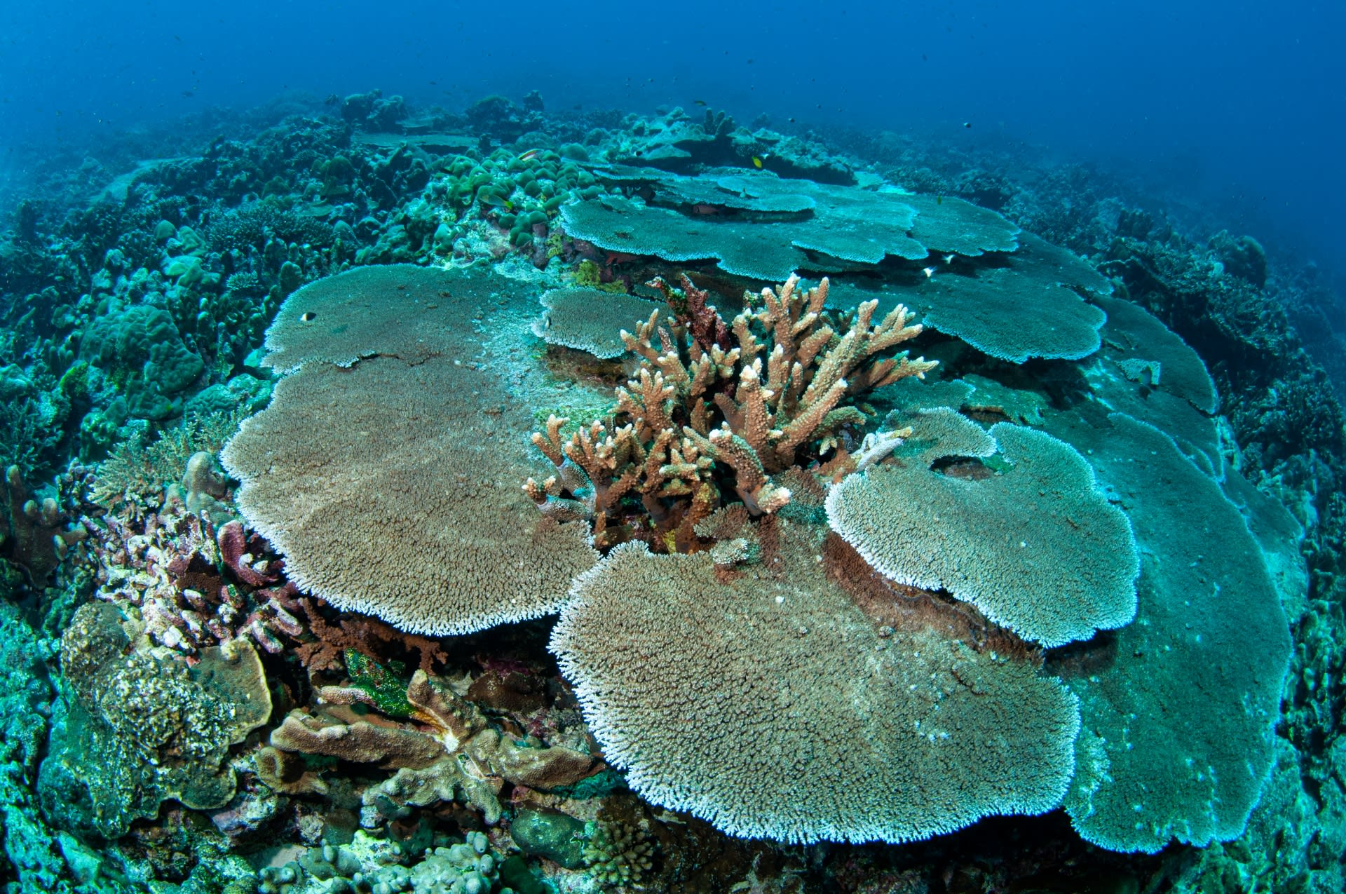 Light demanding hard corals like the Acropora sp. search for space, growing over each as branches and plates. Photo: Umeed Mistry