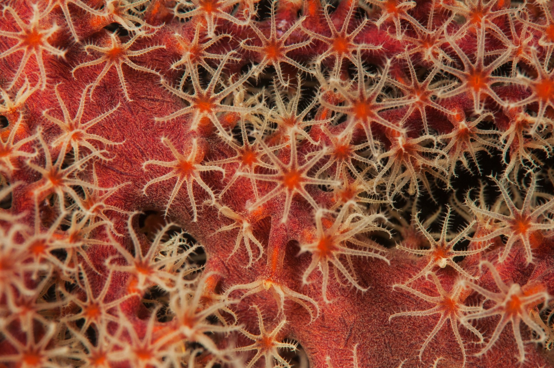 Sea fans and soft corals have skeletons made of spicules and can be differentiated from hard corals in having eight tentacles on each polyp, instead of six.
Photo: Umeed Mistry