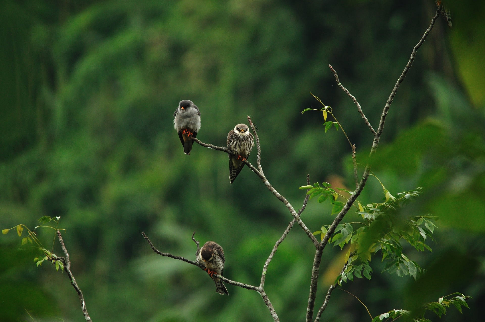 Like many avian species, Amur falcons ruffle their feathers to retain body heat through the night. Photo: Seshadri KS