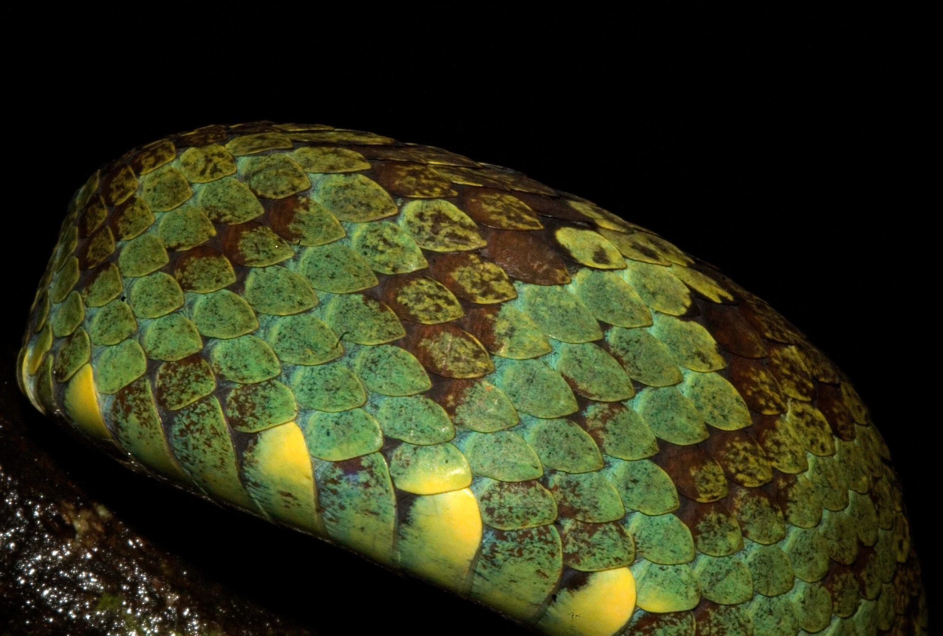 The next step in identification is to count the number of scales on the snake’s body. Every species has a certain arrangement of scales, so noting the number of scales along the dorsal and ventral side, is a good way to ID species. Photo: Nirmal Kulkarni  