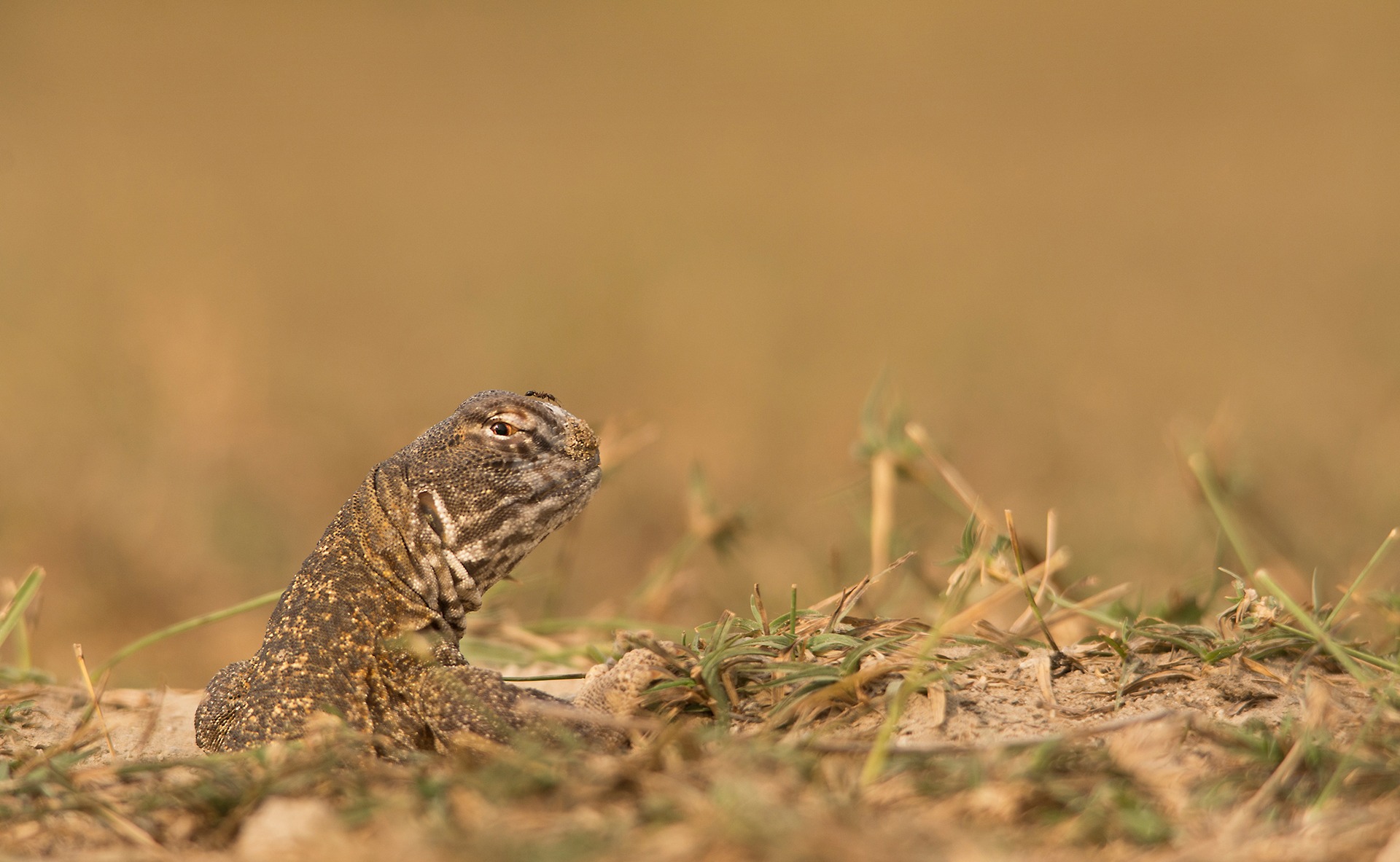 A spiny-tailed lizard scopes out the landscape, before fully emerging from its burrow (above). It spends the night underground, but also retreats to its burrow when it senses a threat. It appears to know its own burrow, though it is unclear how it identifies it amongst the others.  The spiny-tailed lizard aka Saara hardwickii is one of many reptile species in the Thar Desert, armed with special adaptations that enable them to thrive in extreme conditions (top). It is found in dry habitats in the southwestern Asia, ranging from Iran to north-western India.