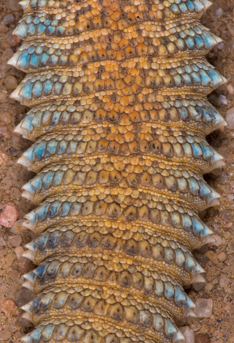 Spiny-tailed lizards are armed with sharp protrusions on their tails which it lashes close to the mouth of the burrow if any predators like snakes or monitor lizards try to enter their burrow.
