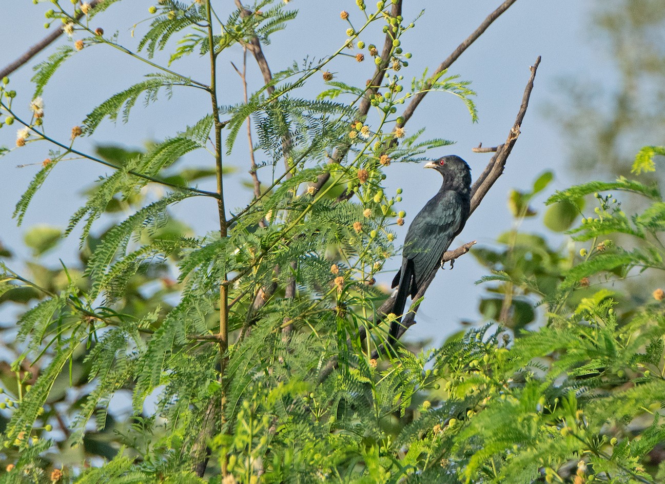 The Asian koel, like other cuckoo species, is a brood parasite that lays its eggs in other birds’ nests. The similarly sized house crow is a prime target of the Asian koel.