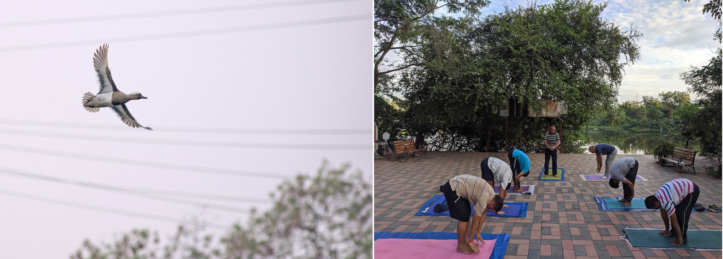 Garganeys (left) are a migratory duck species that visit India in winter, flying annually from their breeding grounds in Eastern Europe and Siberia. The quiet of the lake is a peaceful space for community initiatives such as yoga and meditation.