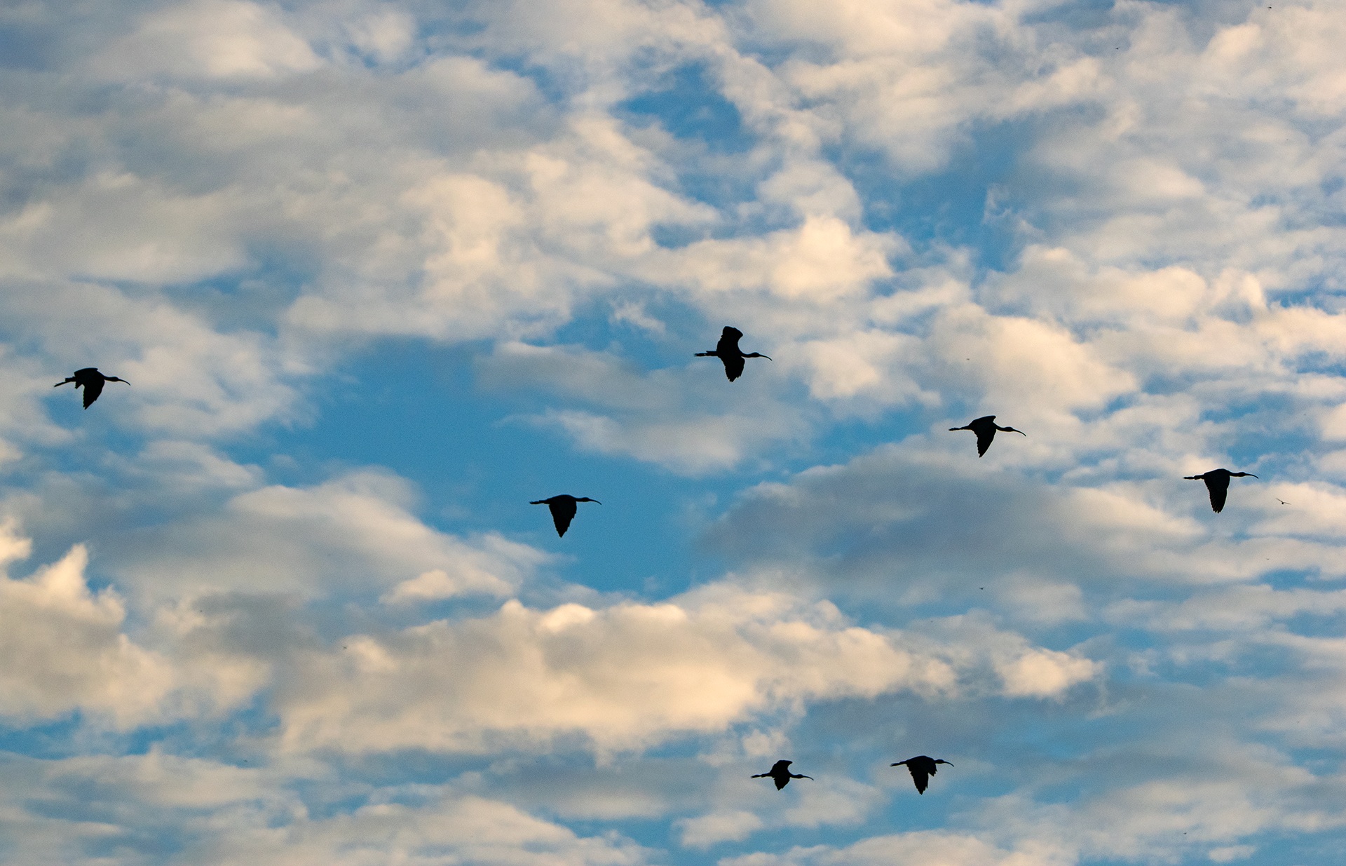 Glossy ibises are often seen as dark shadows in flight. If you’re lucky, you might spot them feeding near the lake’s periphery in the day, and witness their beautiful, iridescent plumage. 