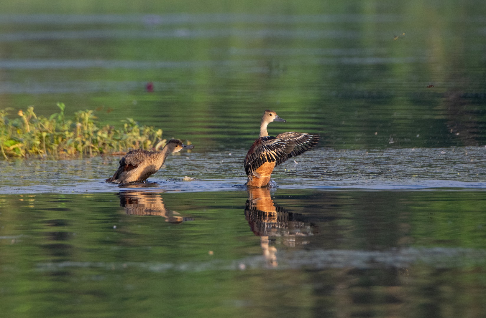 Lesser whistling ducks (above) and Indian spot-billed ducks are resident species at the lake, seen early in the morning and at sundown. 