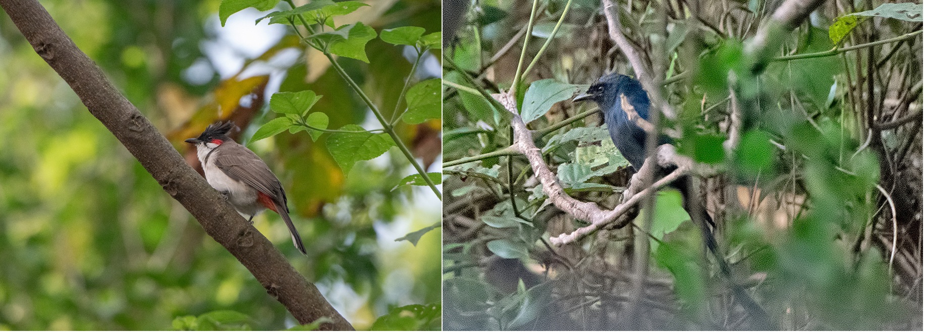 Children delight in observing red-whiskered bulbuls (left) for their appearance and melodious singing. The black drongo or kotwal, is favoured by birders for its defensive strategies. It’s also the reason species like orioles, flycatchers, babblers, and sunbirds are often seen in close vicinity to drongos. 