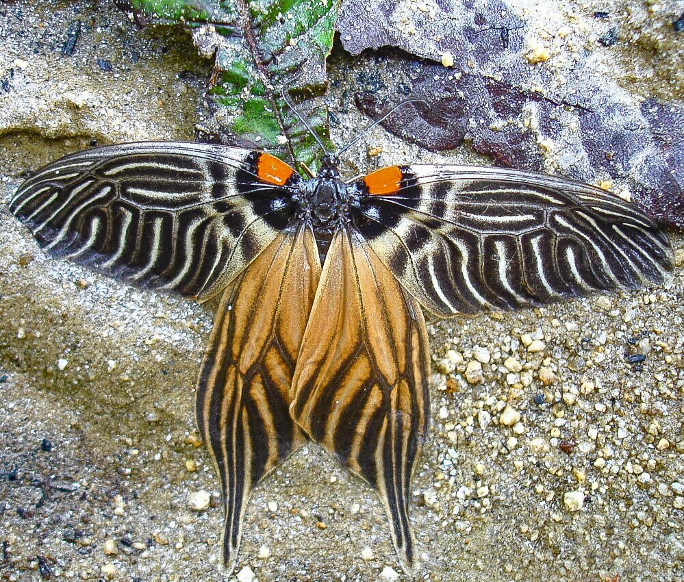 The Apatani glory is a diurnal moth, active during the day, unlike most other moths which are nocturnal.   Apatani glory moth, named after the local Apatanis and like the people of the tribe, it is dressed in bold patterns and bright colours. Photos: Punyo Chada 