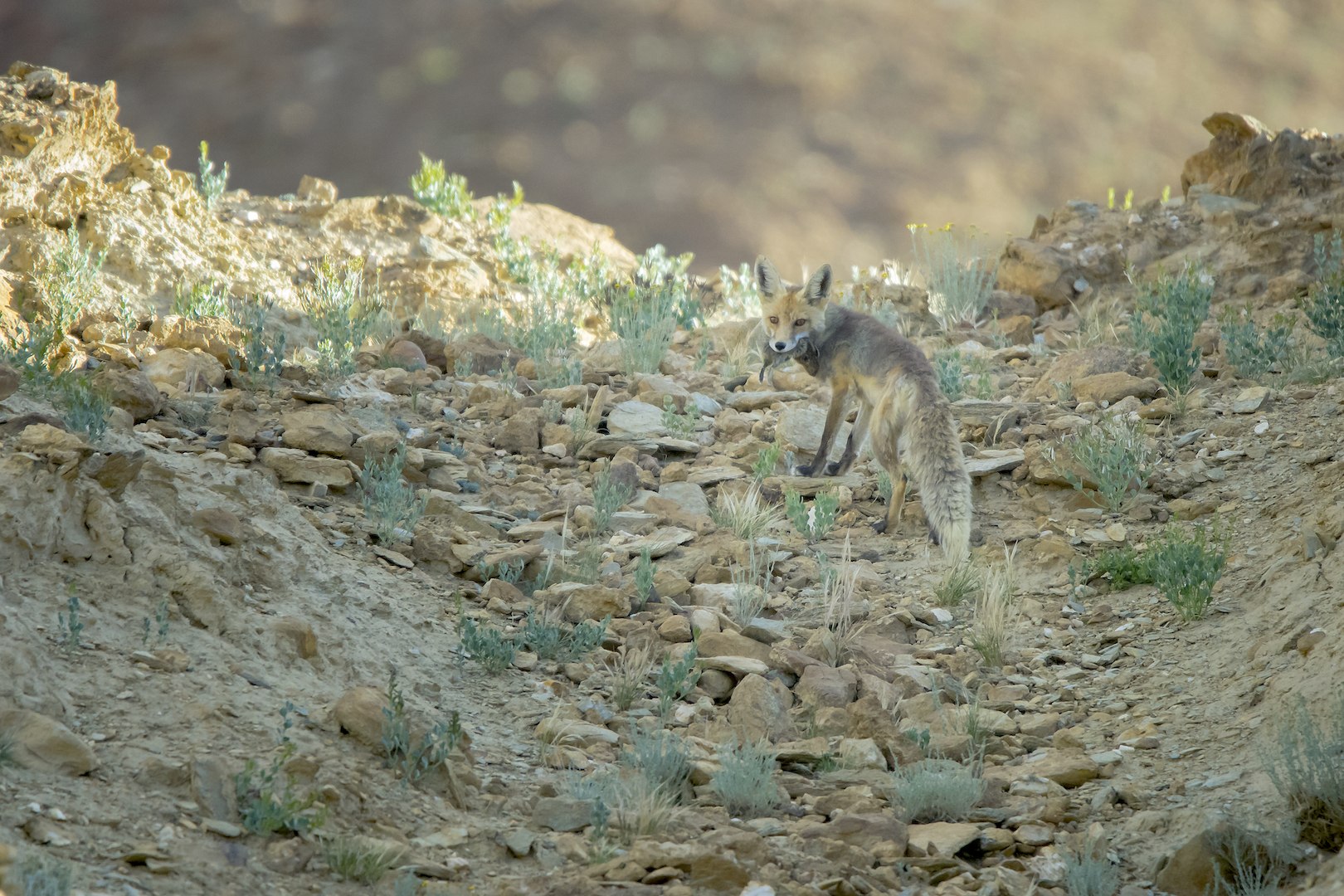 Red foxes have a varied and eclectic diet, which allows them to adapt to a number of landscapes and situations. They are skilled hunters that employ camouflage and swiftness to catch prey, though increasingly, populations around human habitation have begun to rely on garbage dumps for nutrition. Photo: Saurabh Sawant