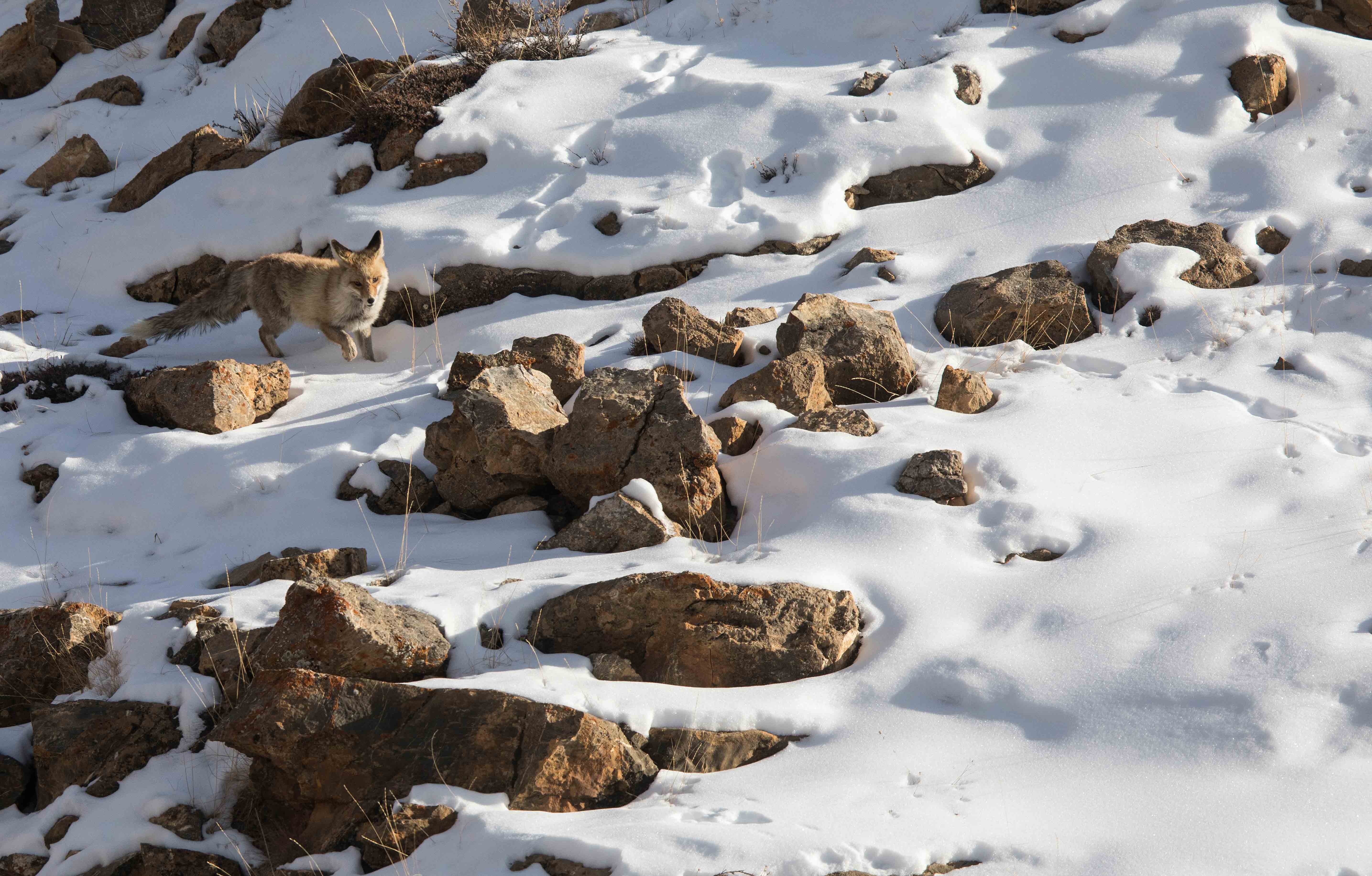Paw prints of the red fox appear broader on soft snow, due to the manner in which the animal moves through the terrain. 
Photo: Shivang Mehta