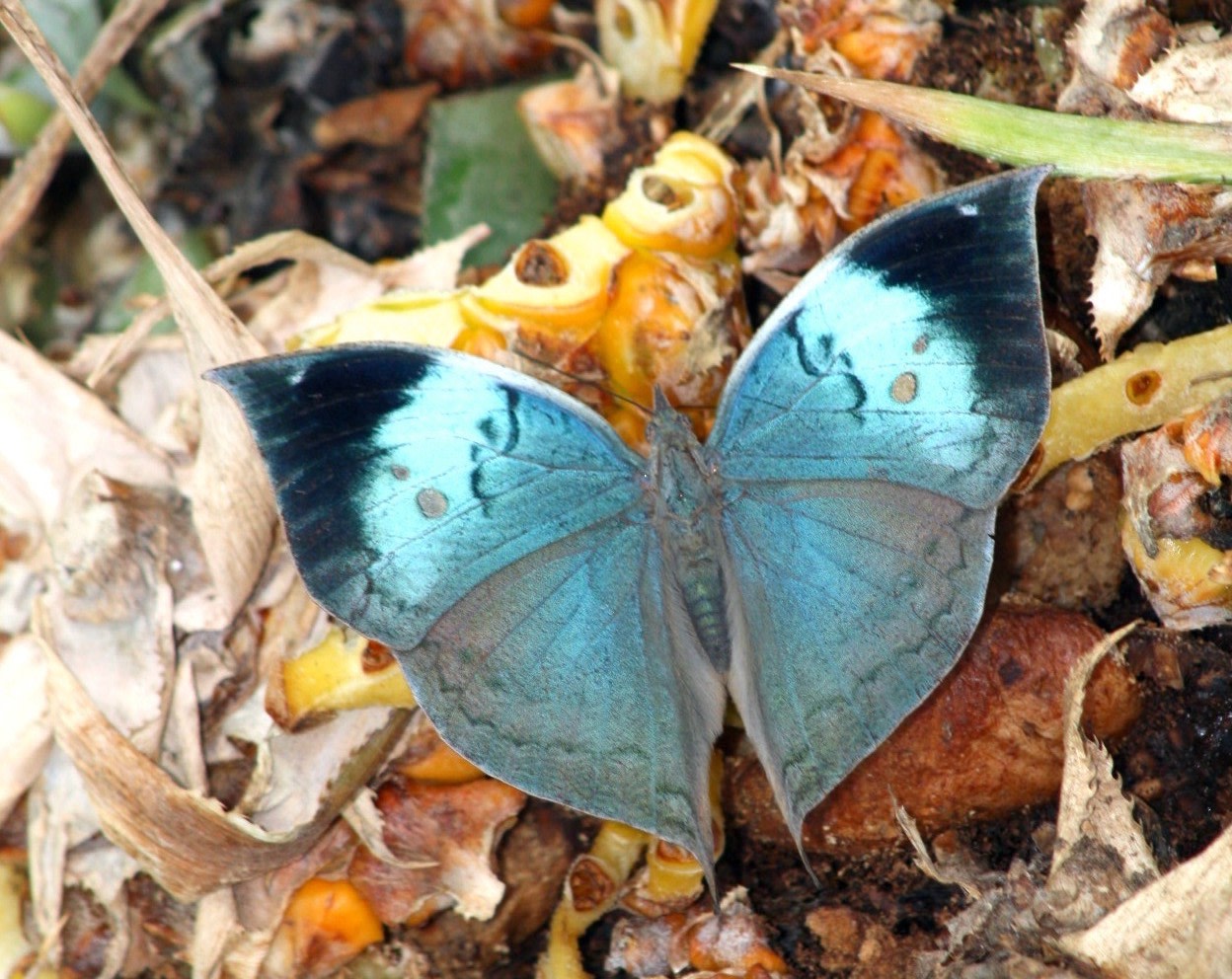 Once the blue oakleaf opens its wings it hardly seems like the same butterfly that merged with the dried leaves and brown bark of the forest. Photo: Dr. Raju Kasambe - CC BY-SA 4.0 
