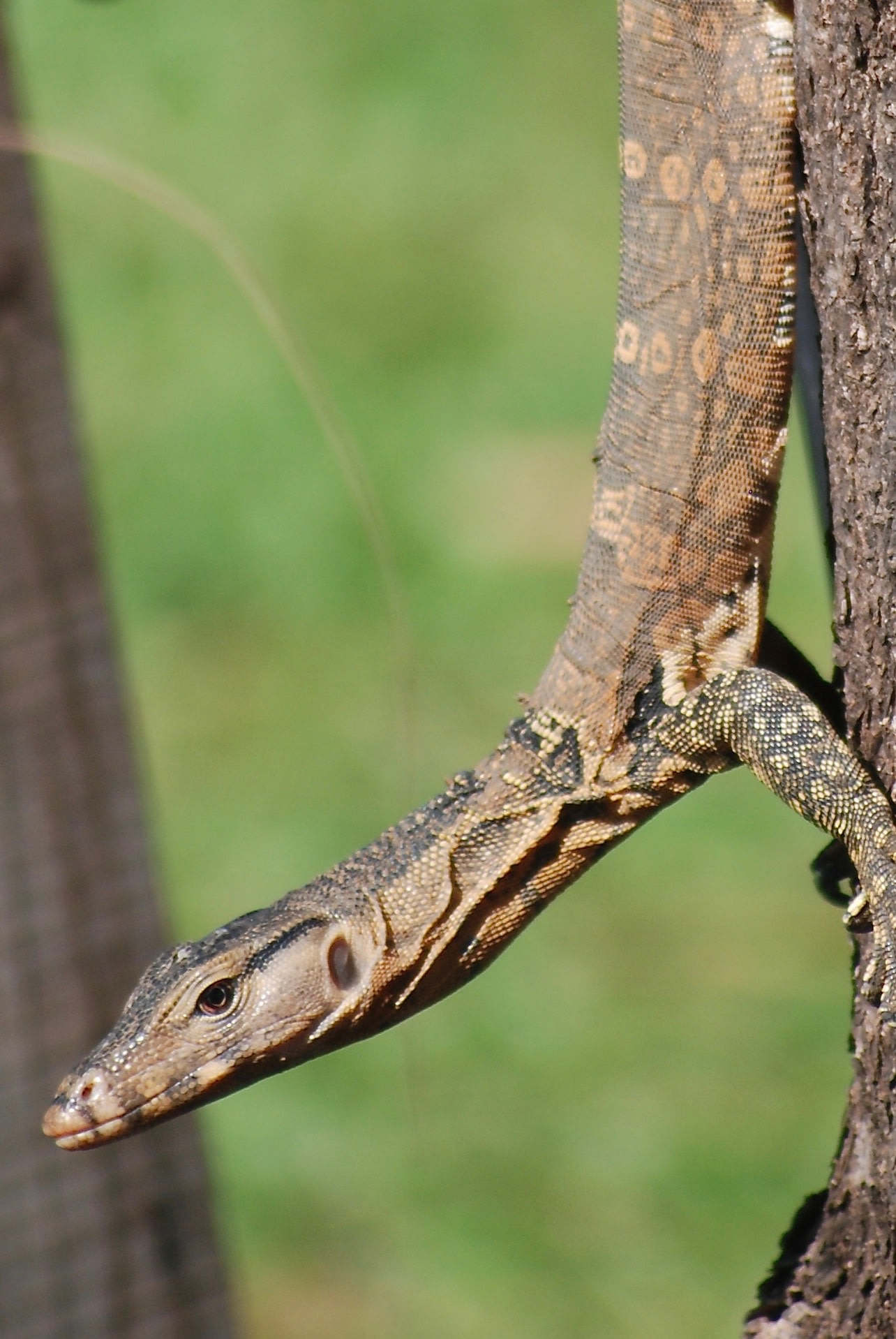 Young monitors are adept climbers and will scuttle up trees to get away from danger.
Photo: Gerry Martin
