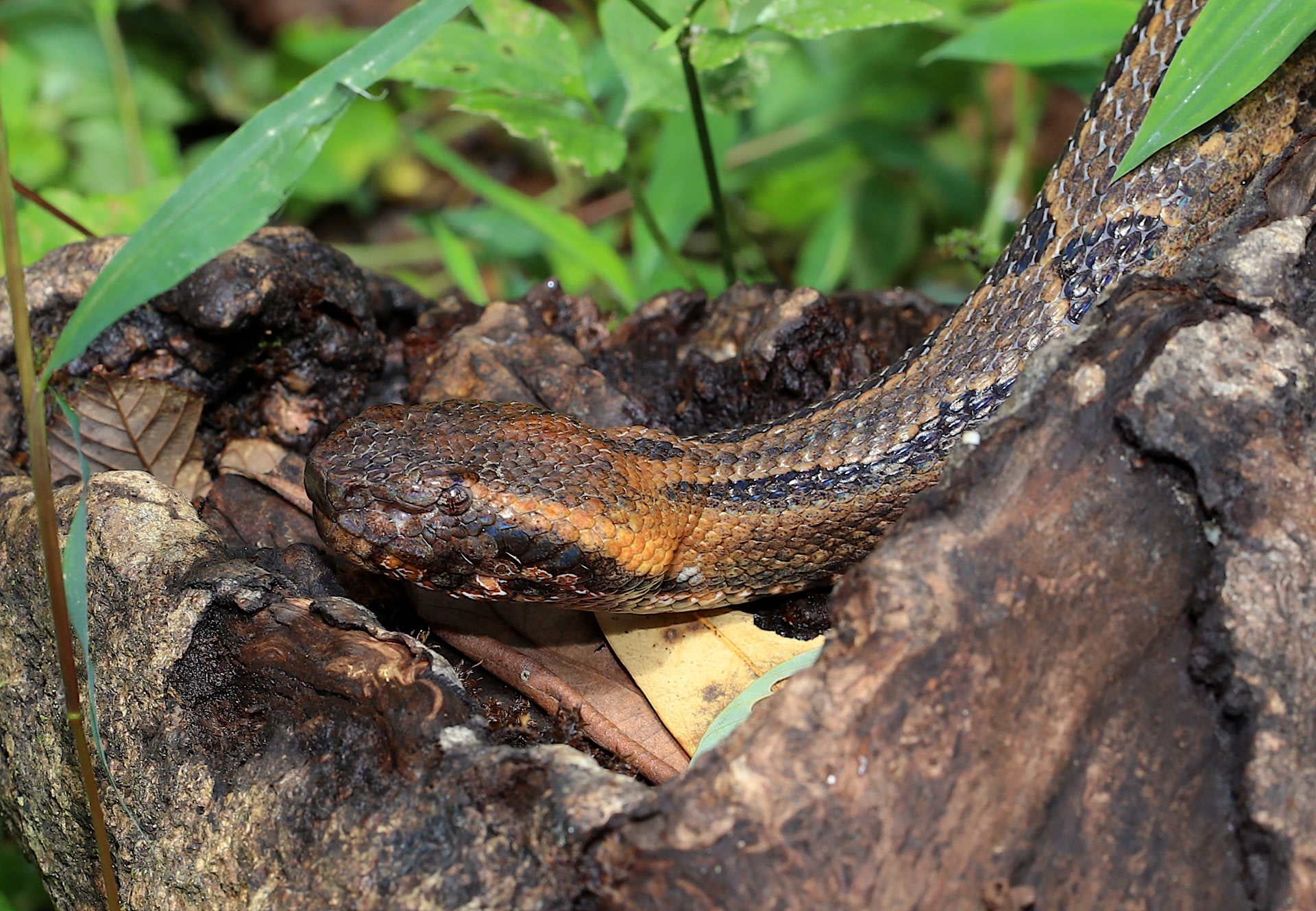 herping around a novice s endurance