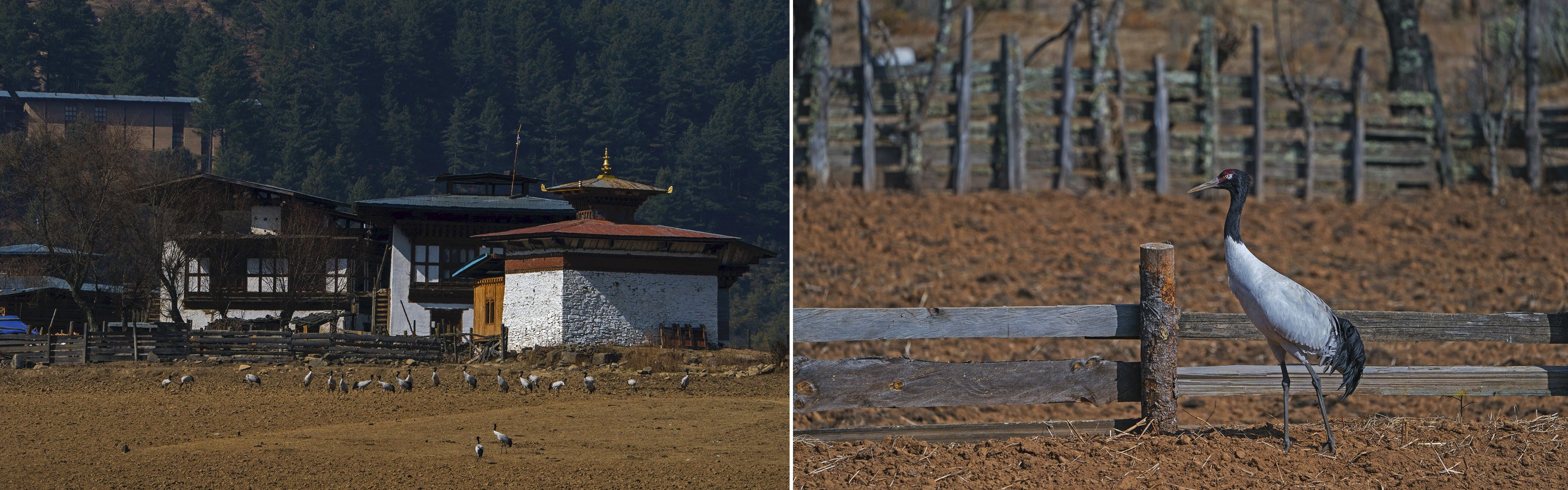 By end-October, the cranes start to arrive in the Phobjikha valley of Bhutan, where they have something of a celebrity status. One of the locations where the birds take residence is near the Gangteng Buddhist Monastery, where a black-necked crane festival is held annually on Nov 11. Legend has it that the birds circle the monastery three times upon arrival, as if practising the Buddhist act of circumambulation that is observed at holy sites.