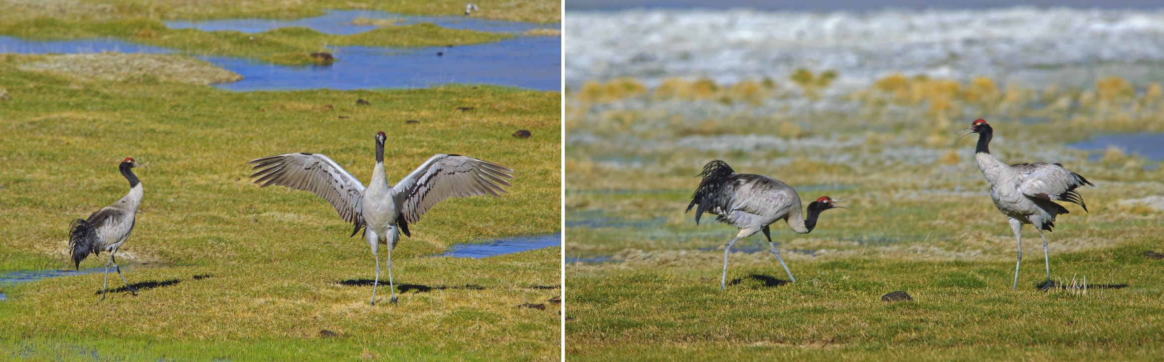 Shortly after their arrival, the birds establish territories, and courtship spectacle begins. The cranes flap their wings, make vocal sounds, and move in a manner that resembles a dance. “It is a wonderful sight to observe,” says Dr Pankaj Chandan, wildlife biologist and an expert on Himalayan ecology who has been studying these cranes for over two decades.“ Sometimes, the male will throw small bits of yak dung into the air, when the female approaches.” 