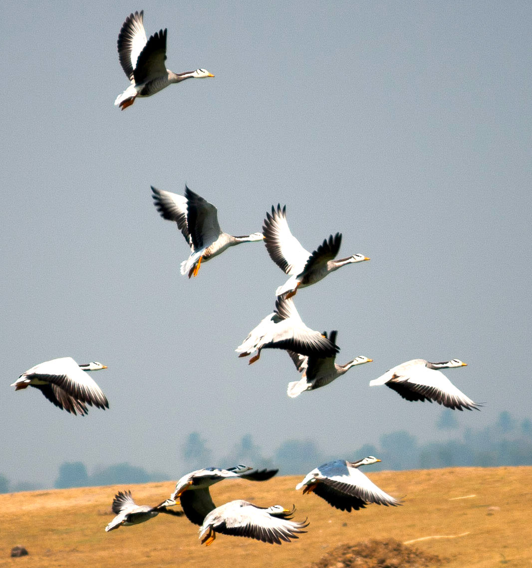 Bar-headed geese can cover distances of up to 1,000 km in a single day. This means a bird can take flight from north India, cross the Himalayas, and land in Tibet within 24 hours. Photo: Tarun Menon
