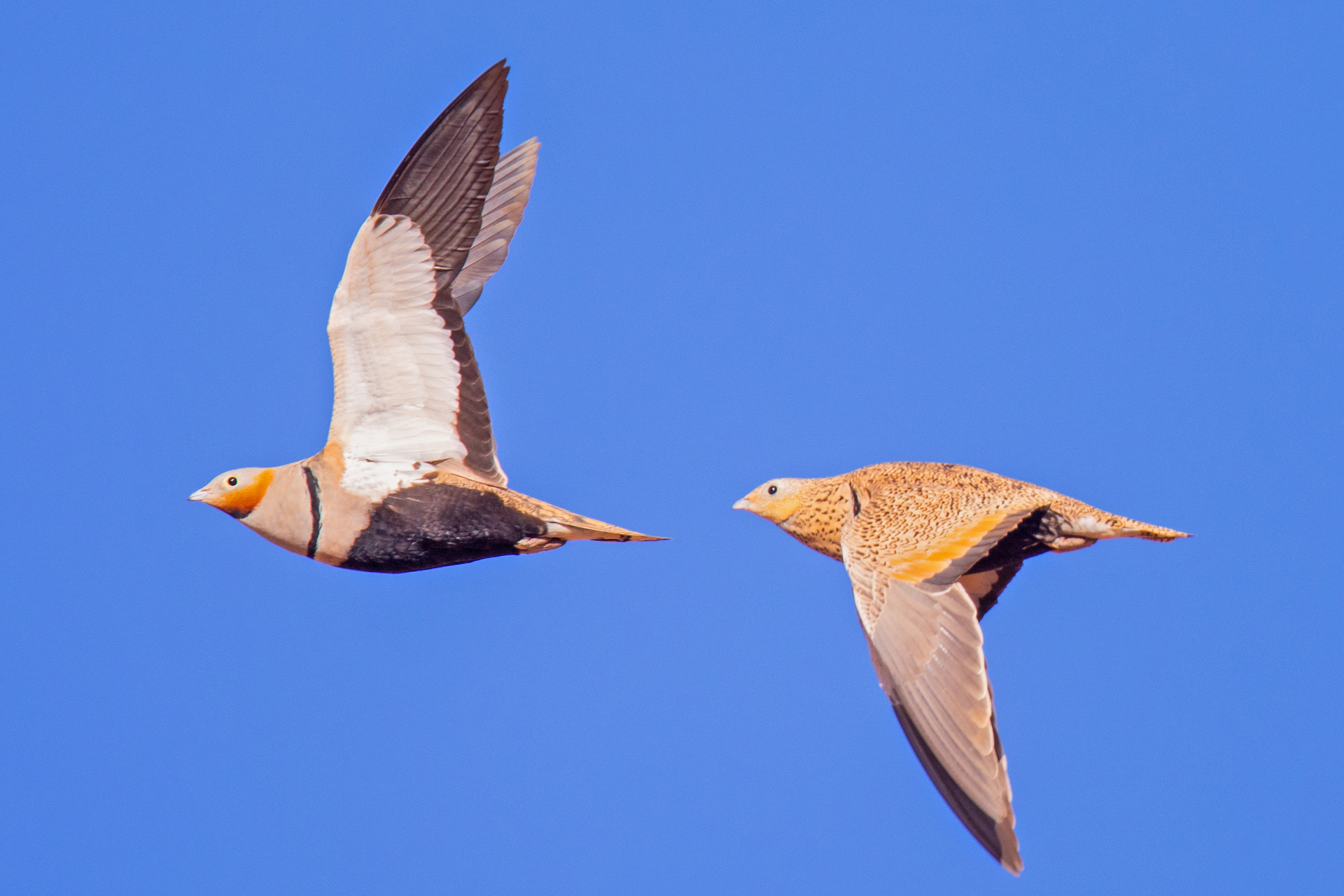 With a wingspan of around 70 cm, the black-bellied sandgrouse is a winter migrant to India. Unlike the female (right), the male (left) has a grey head and neck. Photo: Andreas Trepte - CC BY-SA 4.0 